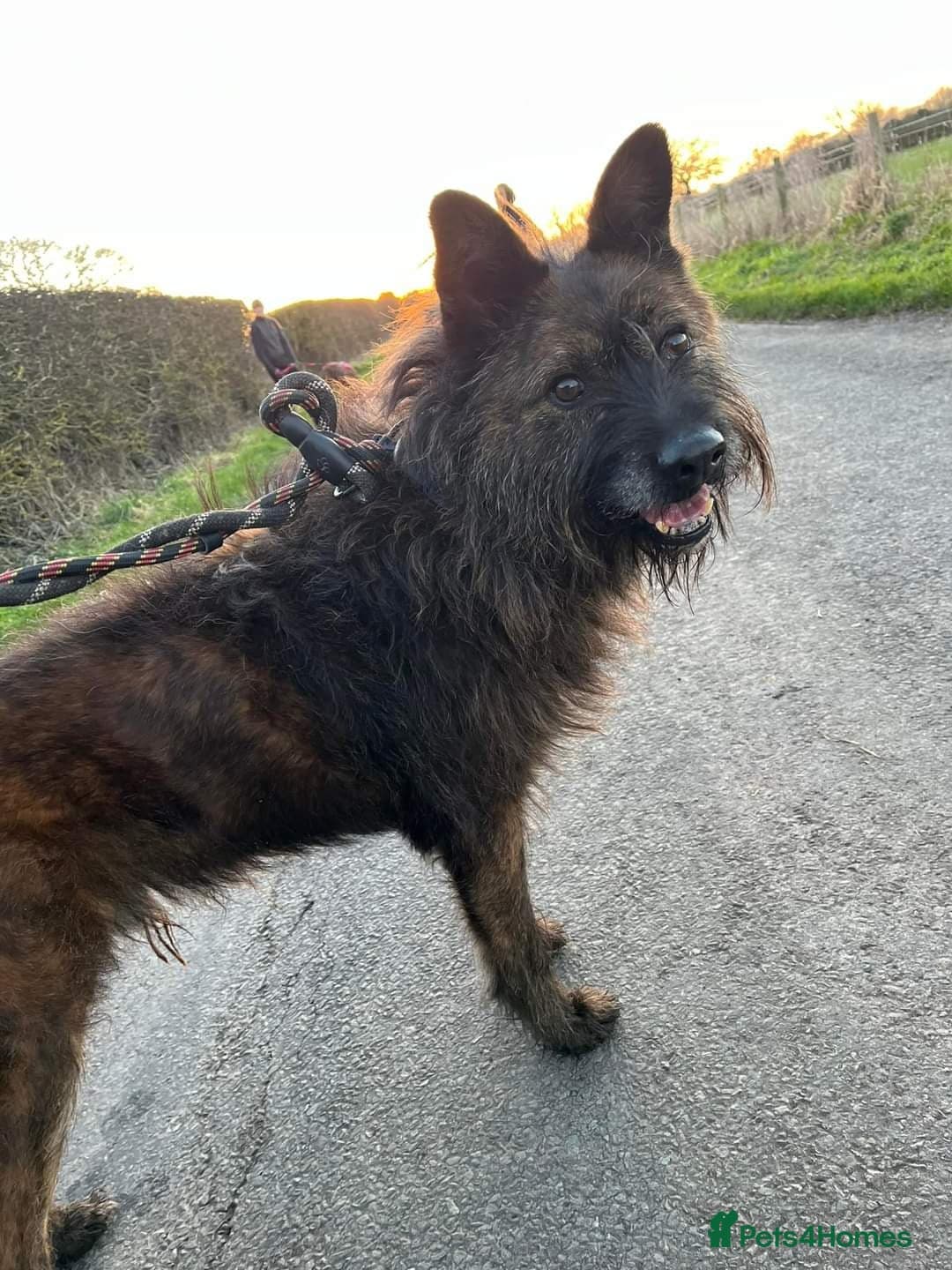 Meet Aran, currently residing in Cheshire photo 9