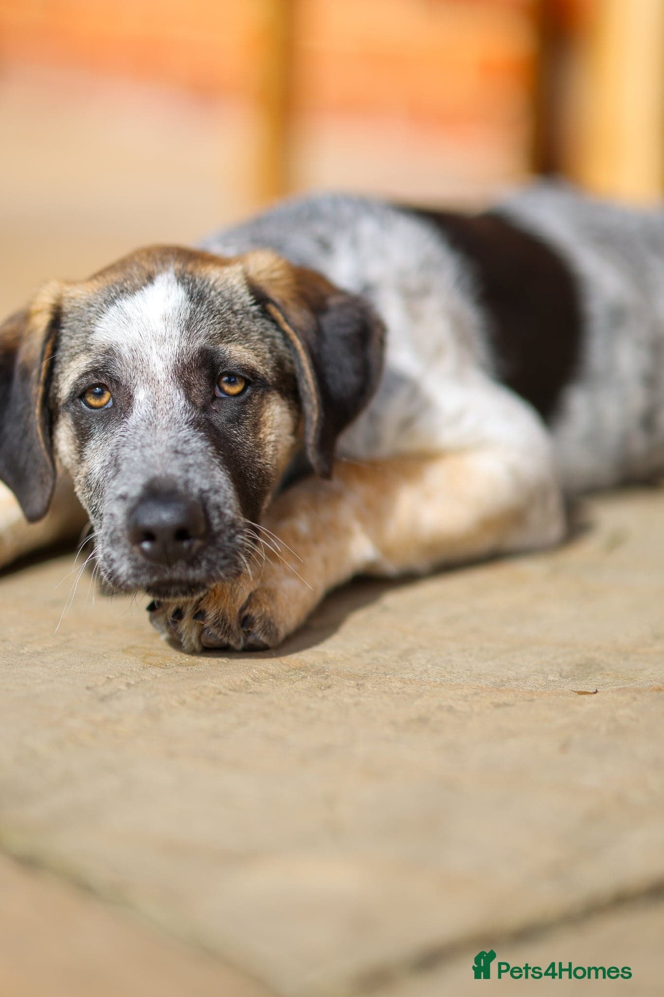 Easygoing Electra - Colourful Lab type photo 31