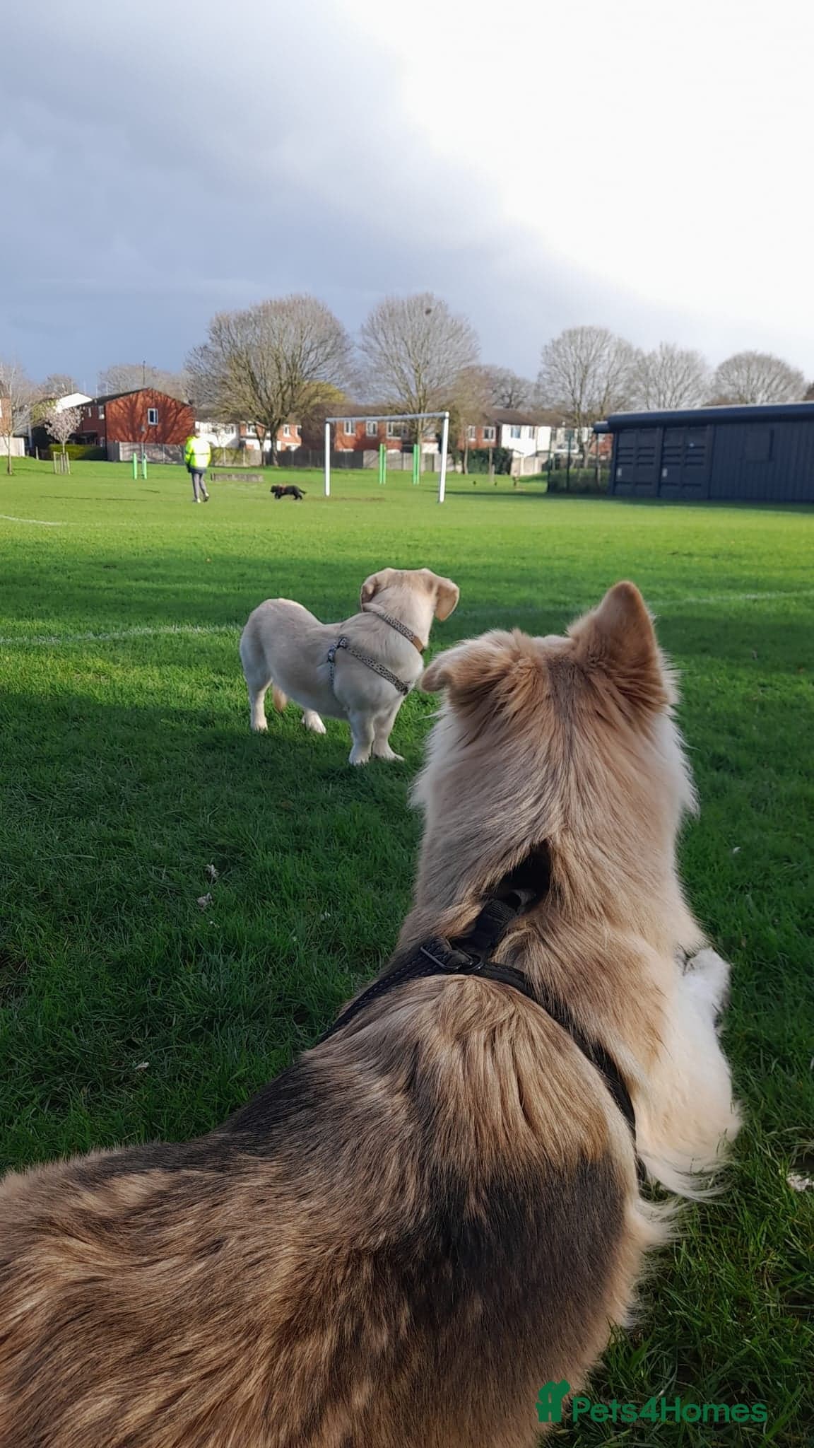 Roxanne - reserved photo 6