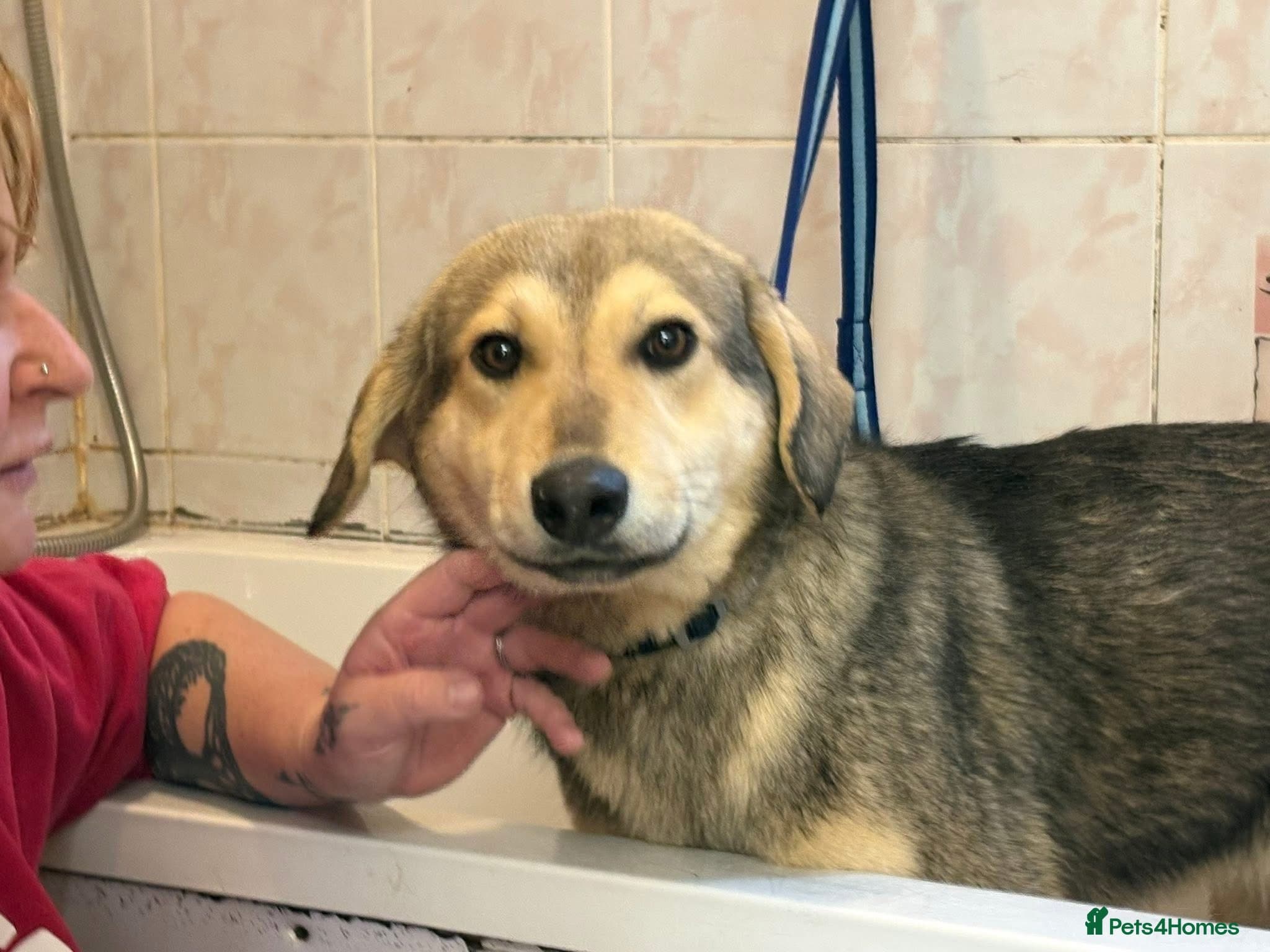 Rollo - Norwich Norfolk — Mixed Breed