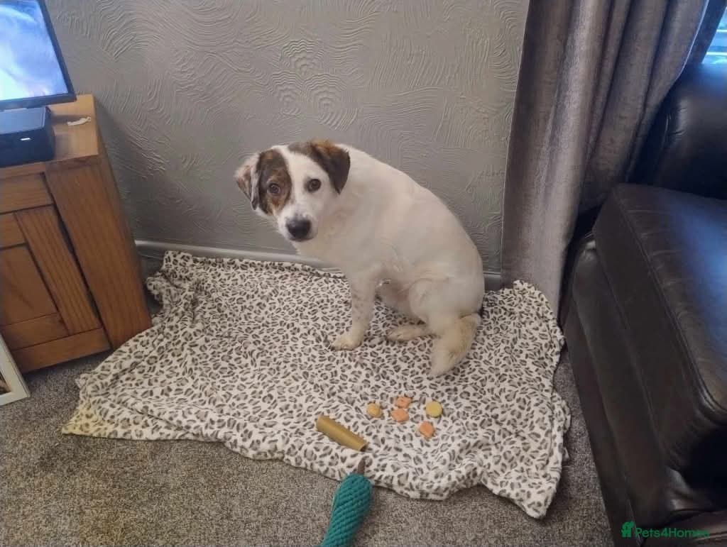 Meet Patch, currently residing in Sheffield photo 6