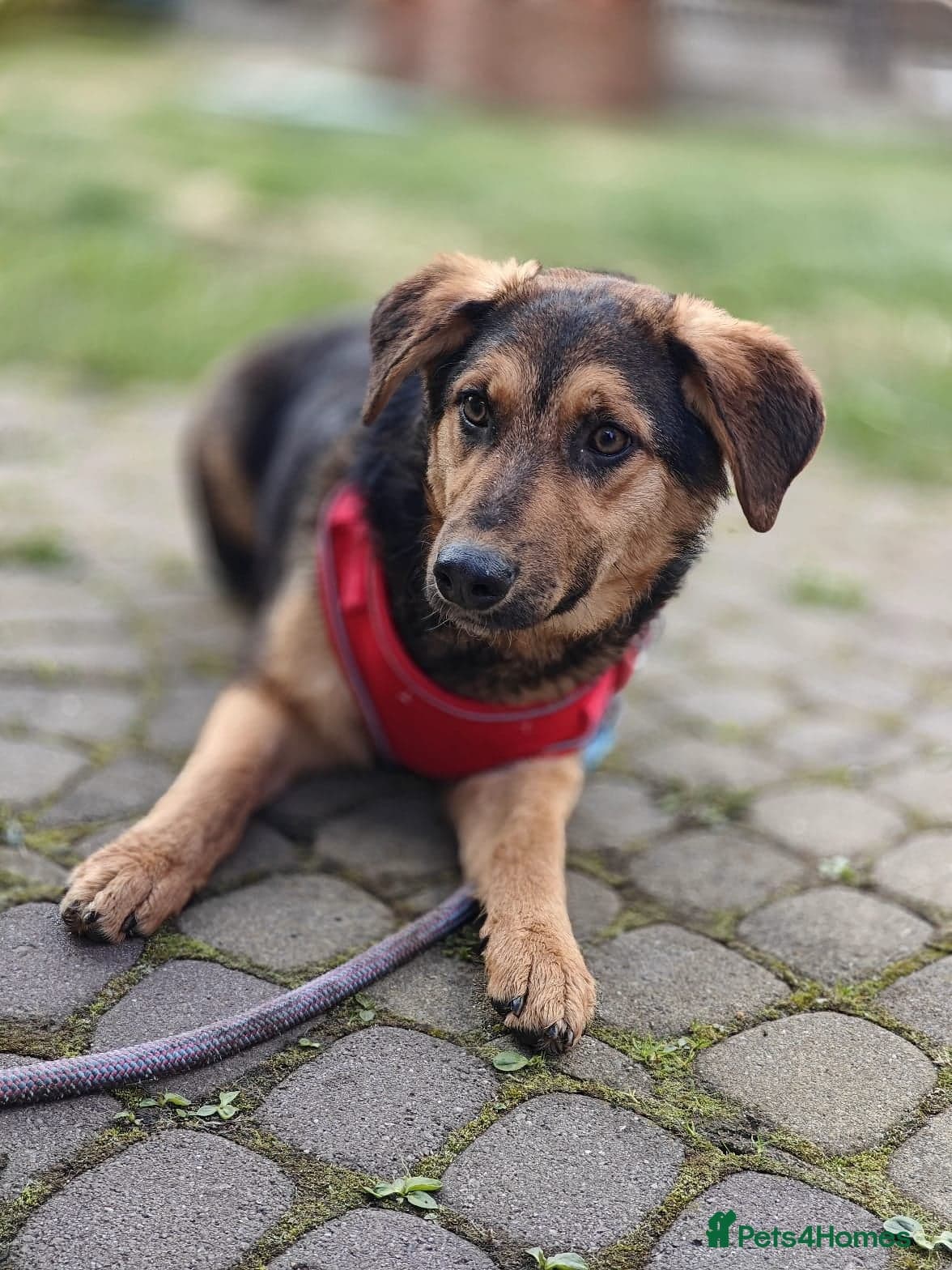 ๏ธ๐ถ yasia photo 20