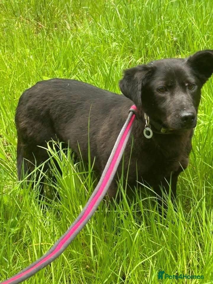 Blossy - Norwich Norfolk photo 5