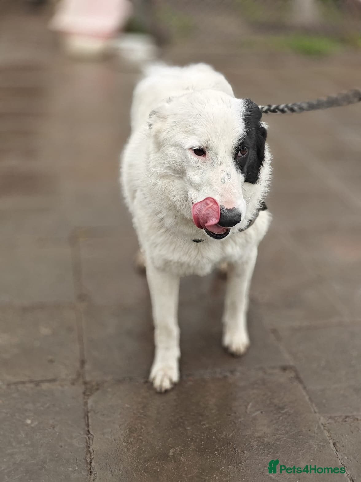 ️🐶 suzy photo 16