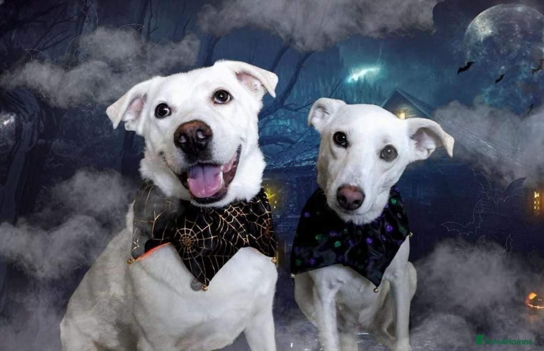 Meet Biscuit, currently residing in Hampshire photo 5