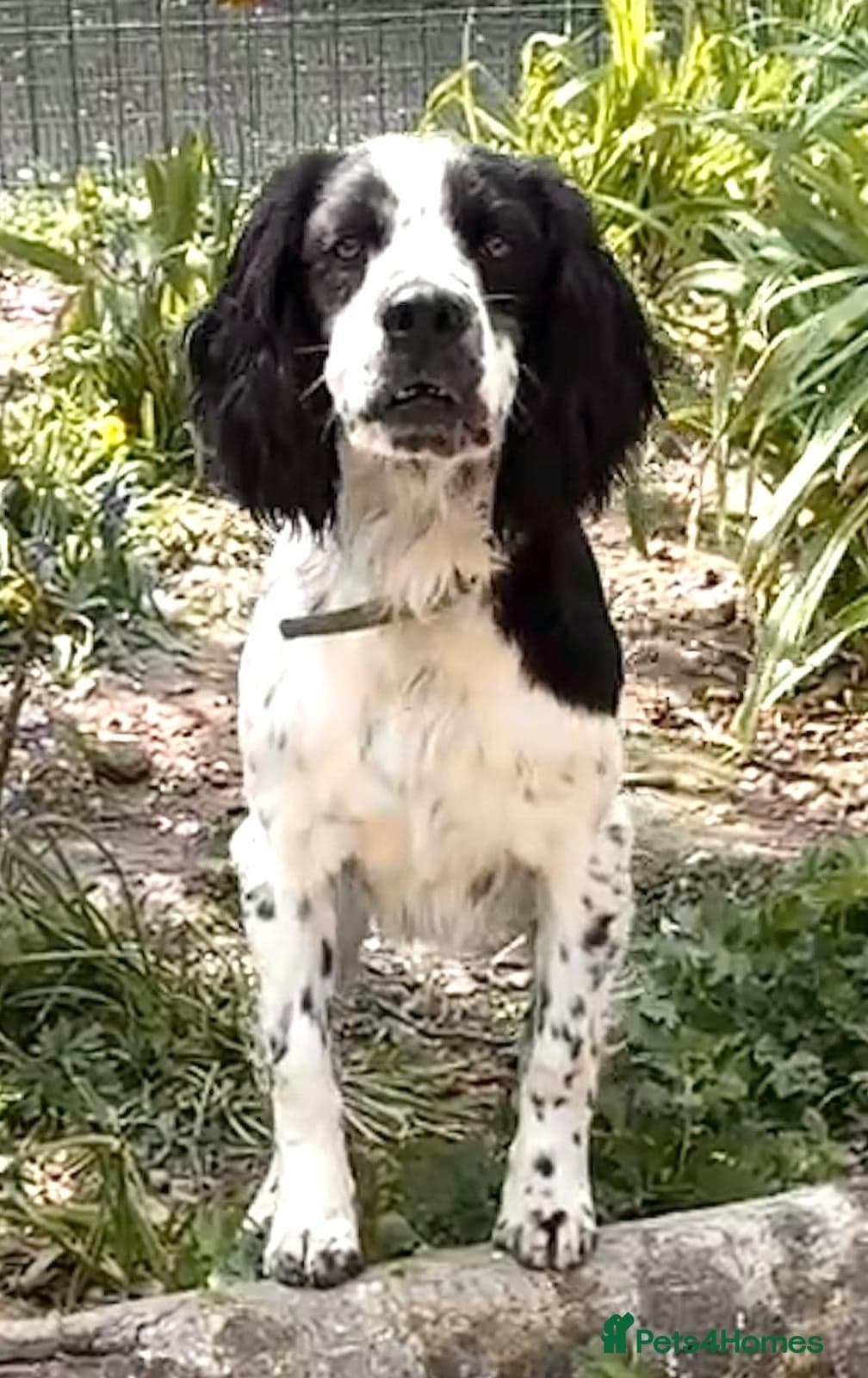 Connor our playful, happy Spaniel mix! photo 9