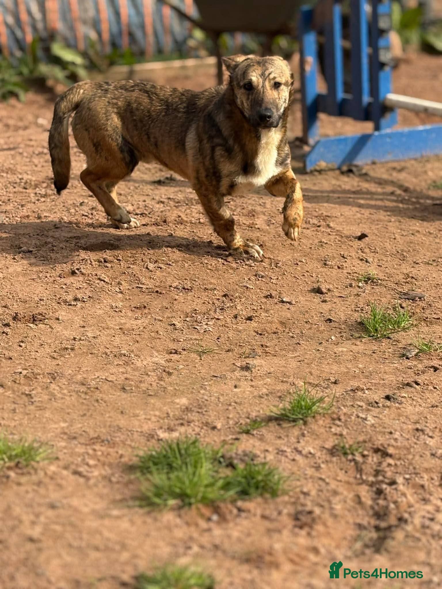 Meet Finn, currently residing in Cheshire photo 10