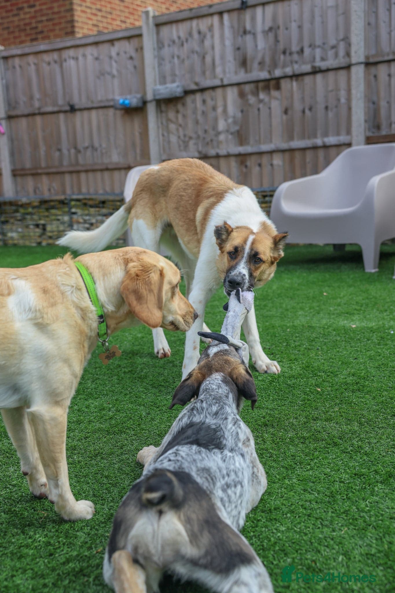 Easygoing Electra - Colourful Lab type photo 22