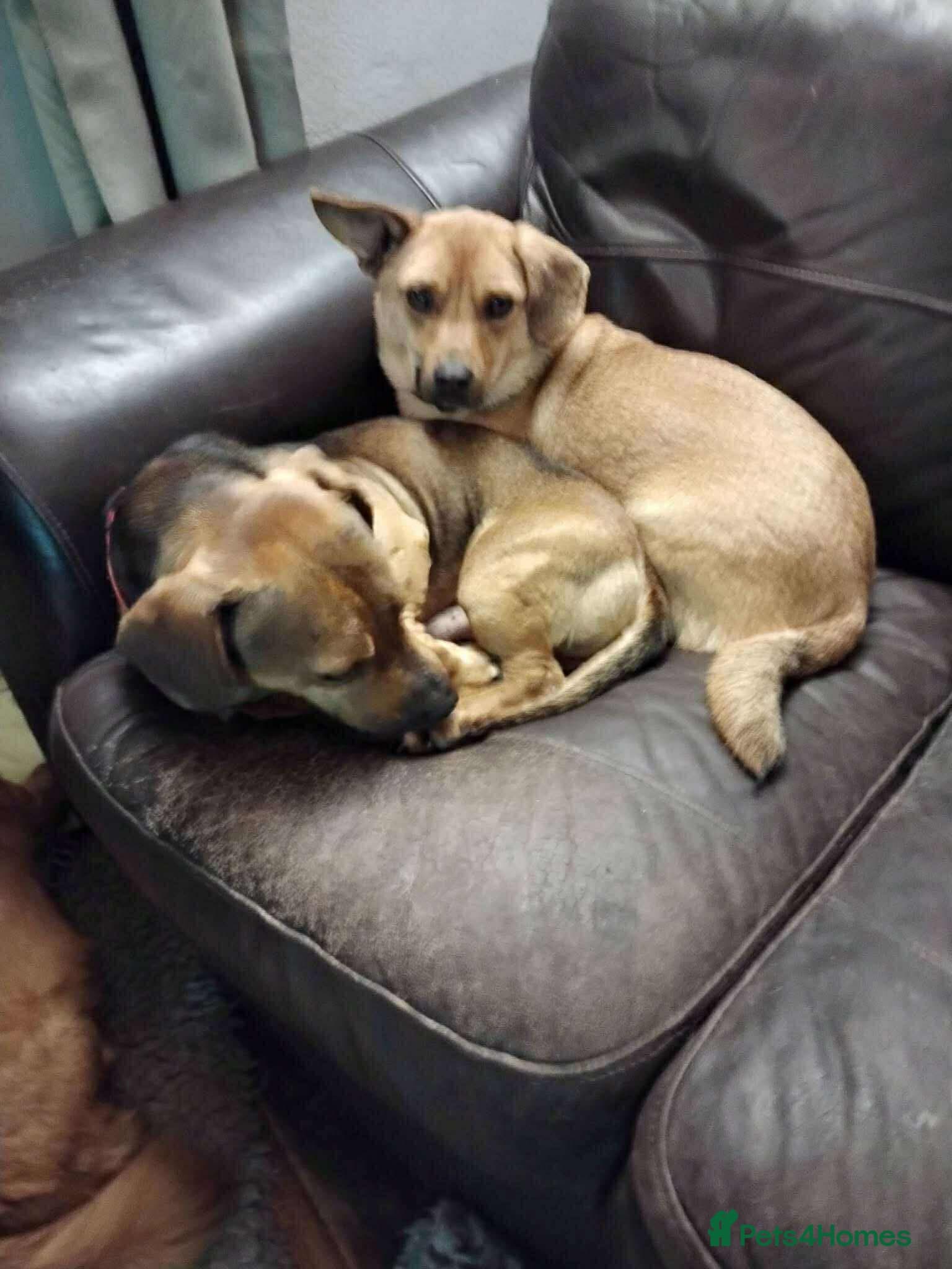 Rescue boy Noodle photo 10