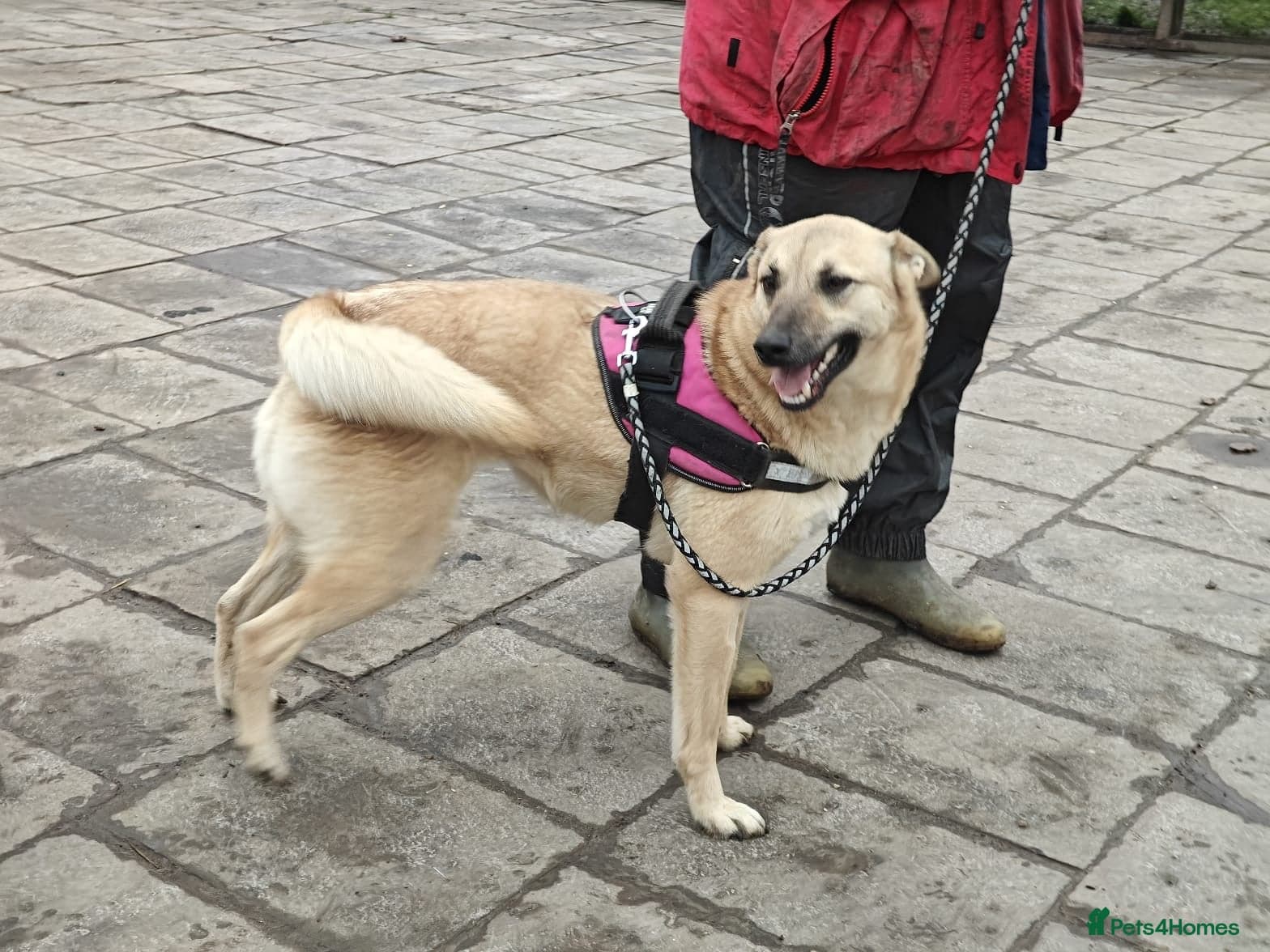 ️🐶 stacy photo 26