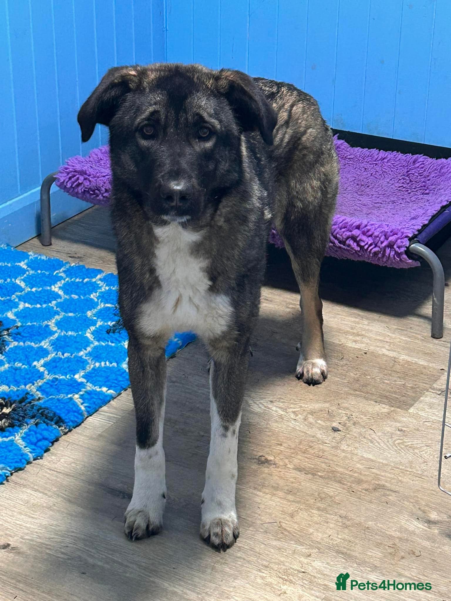 Skye - In Ayr photo 4