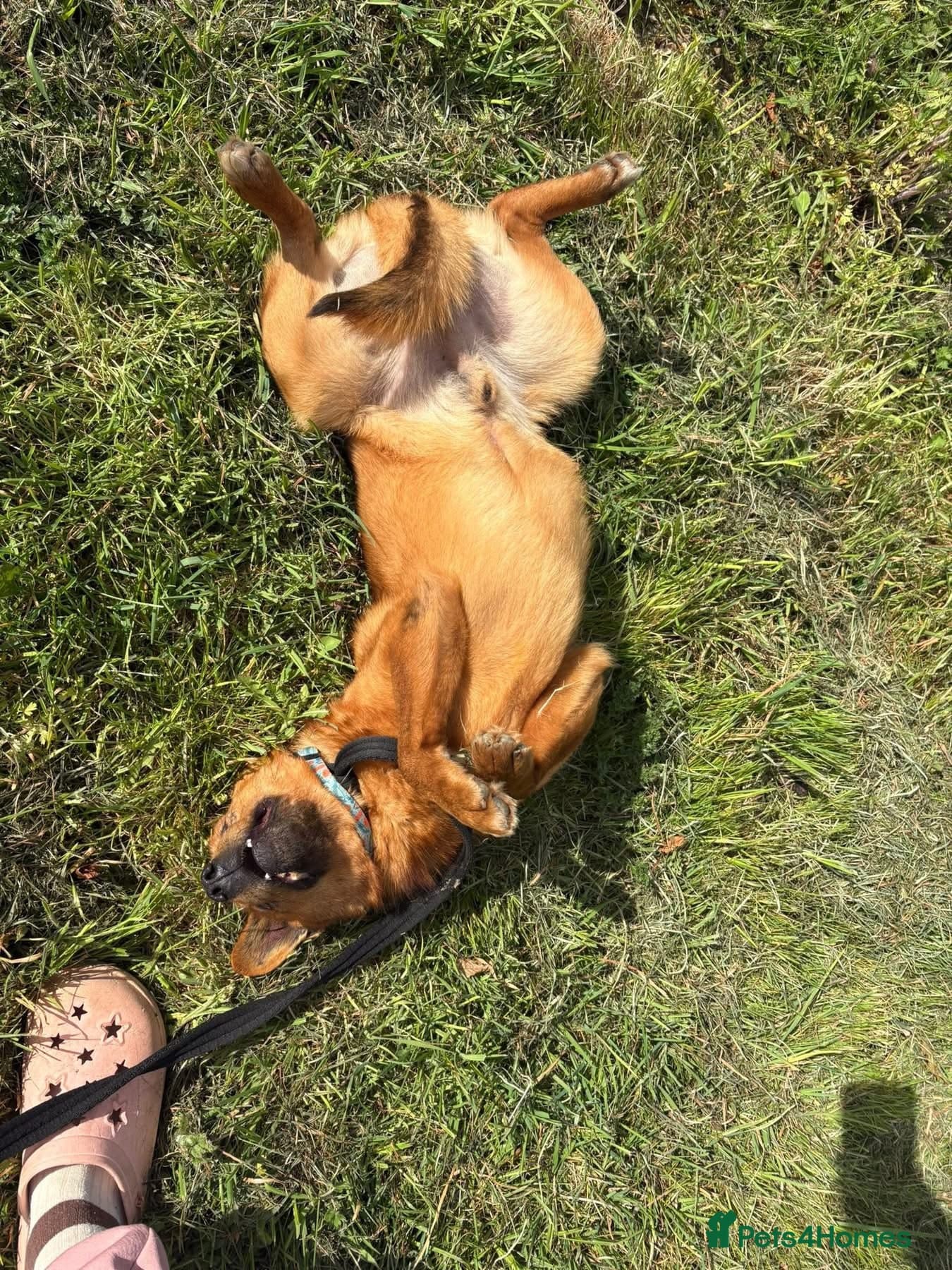 Eli - Norwich Norfolk photo 7