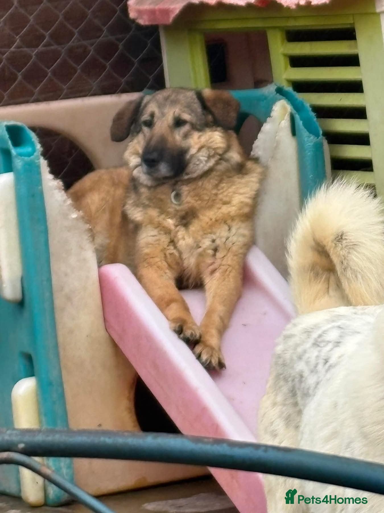 Amanda - Norwich Norfolk photo 16