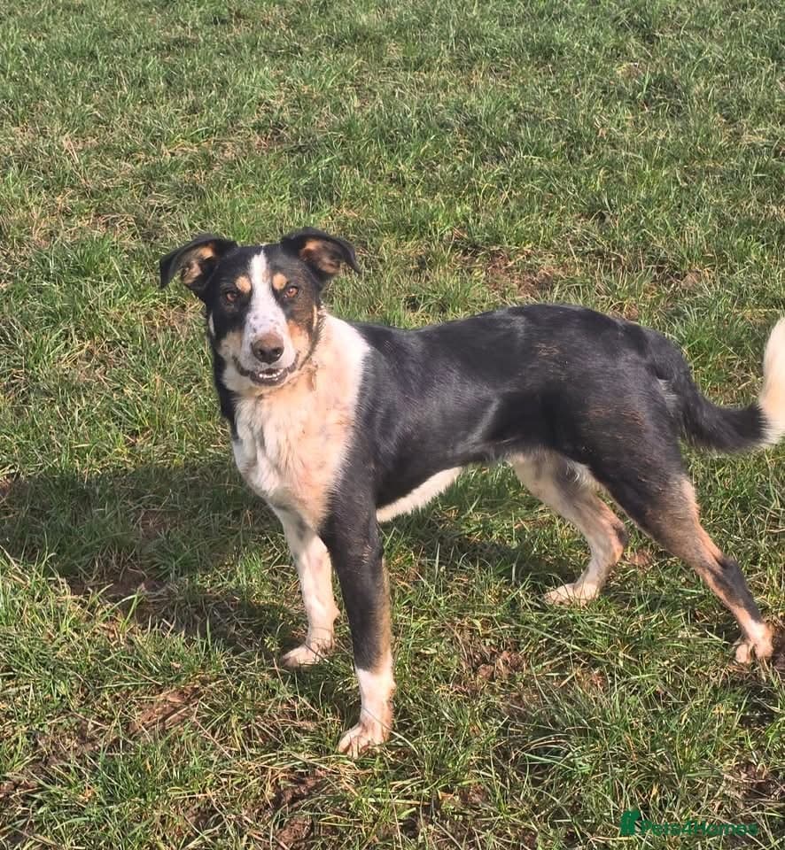 Tommy - your new sidekick photo 8