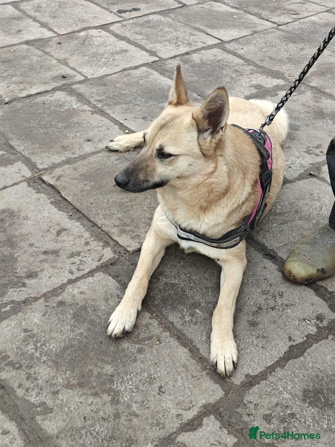 ️🐶 stacy photo 20