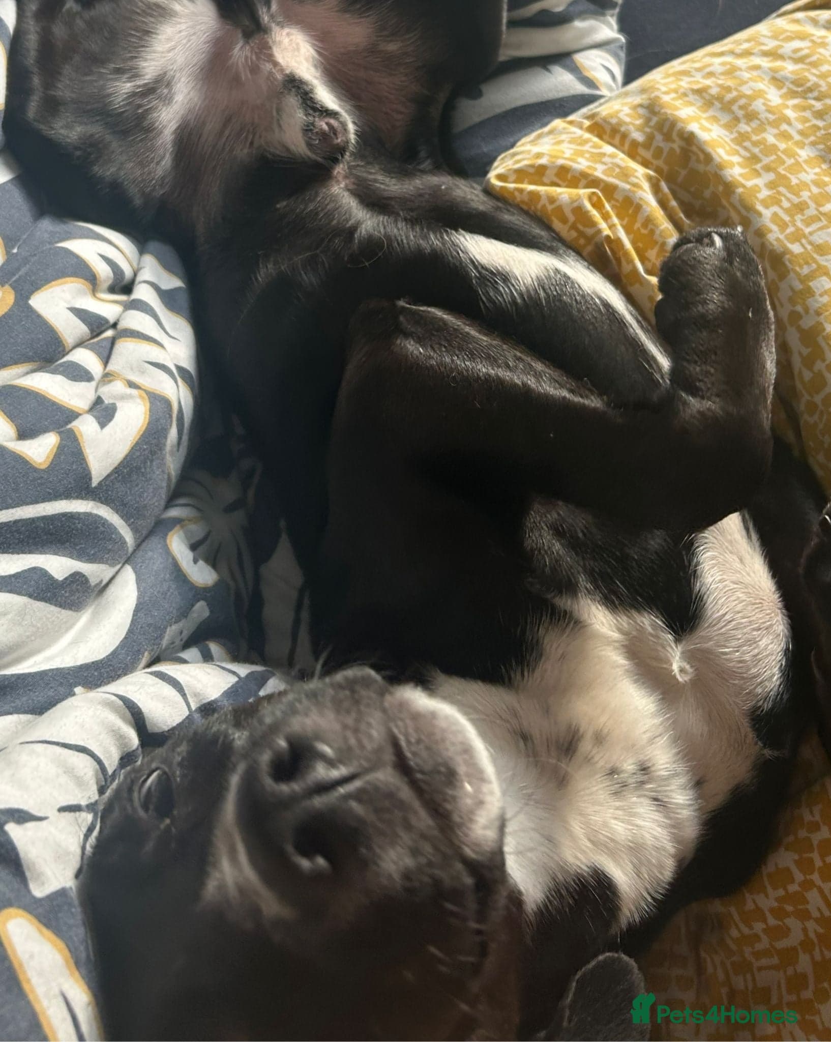 ️🐶 walter photo 15