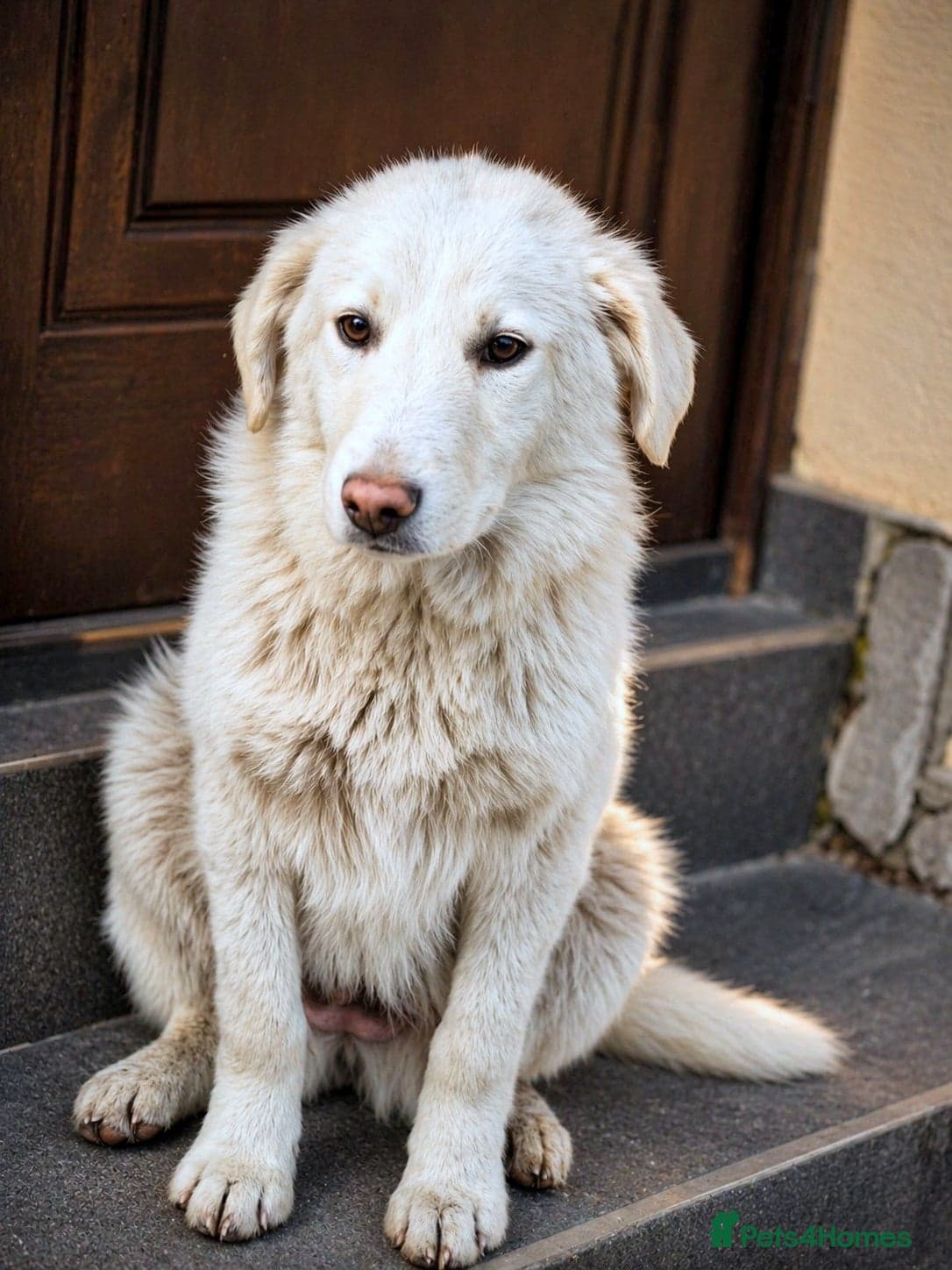 Meet SNOWY… a Lovely Girl — Mixed Breed