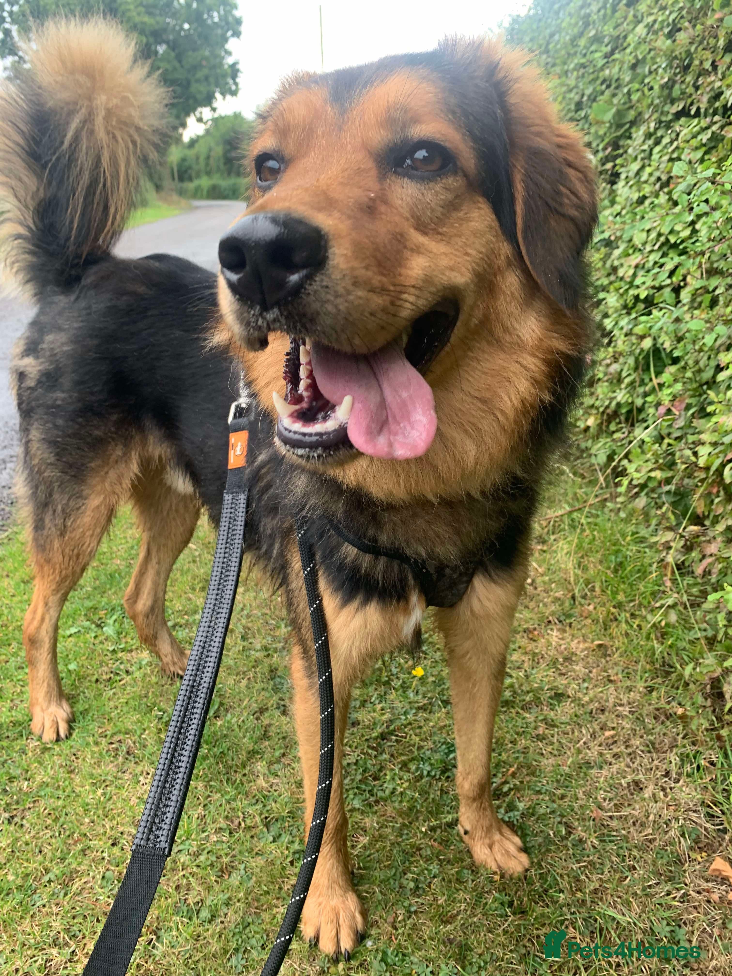 Meet Derry, currently residing in Cheshire photo 12