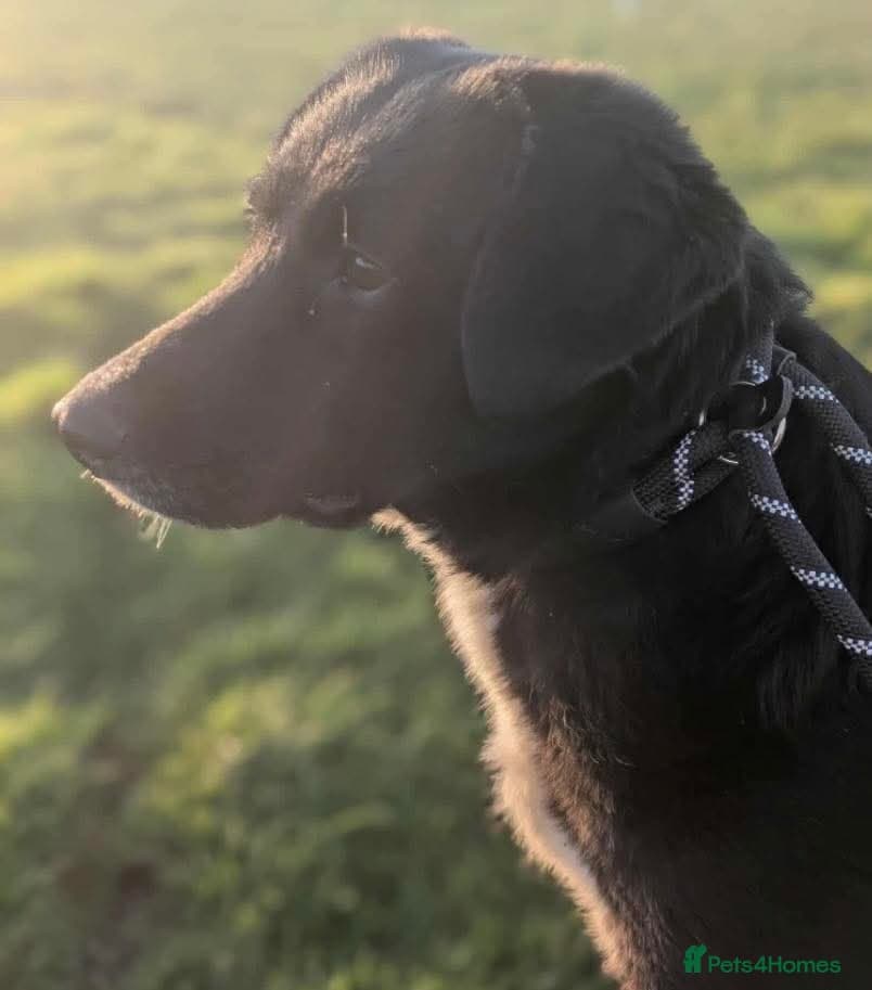 Meet Peaches, currently residing in Essex photo 4