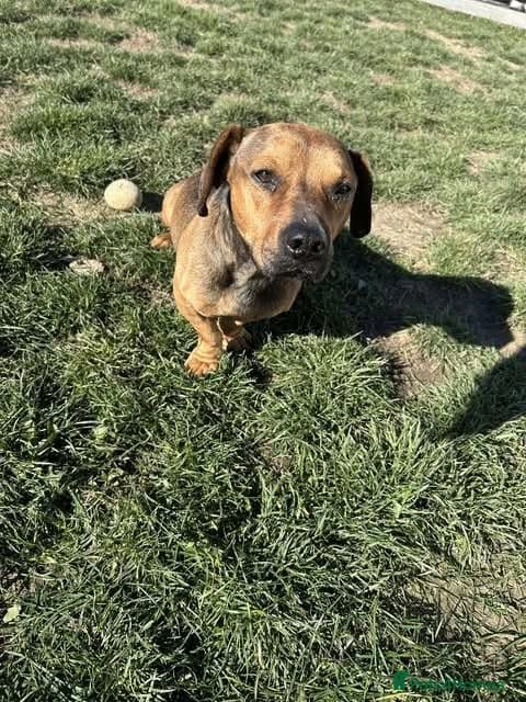 Rescue boy Noodle photo 20