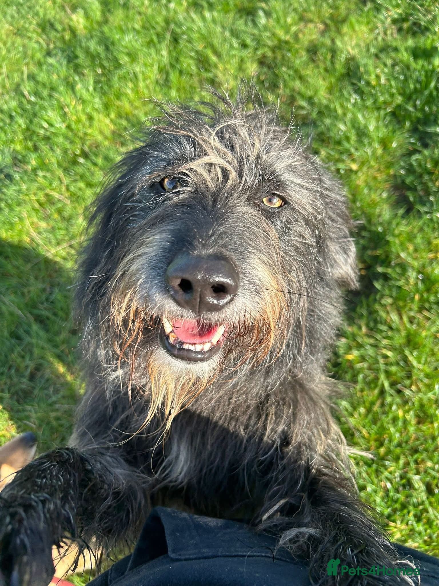 Herbie 💚 Female-only home needed! photo 11