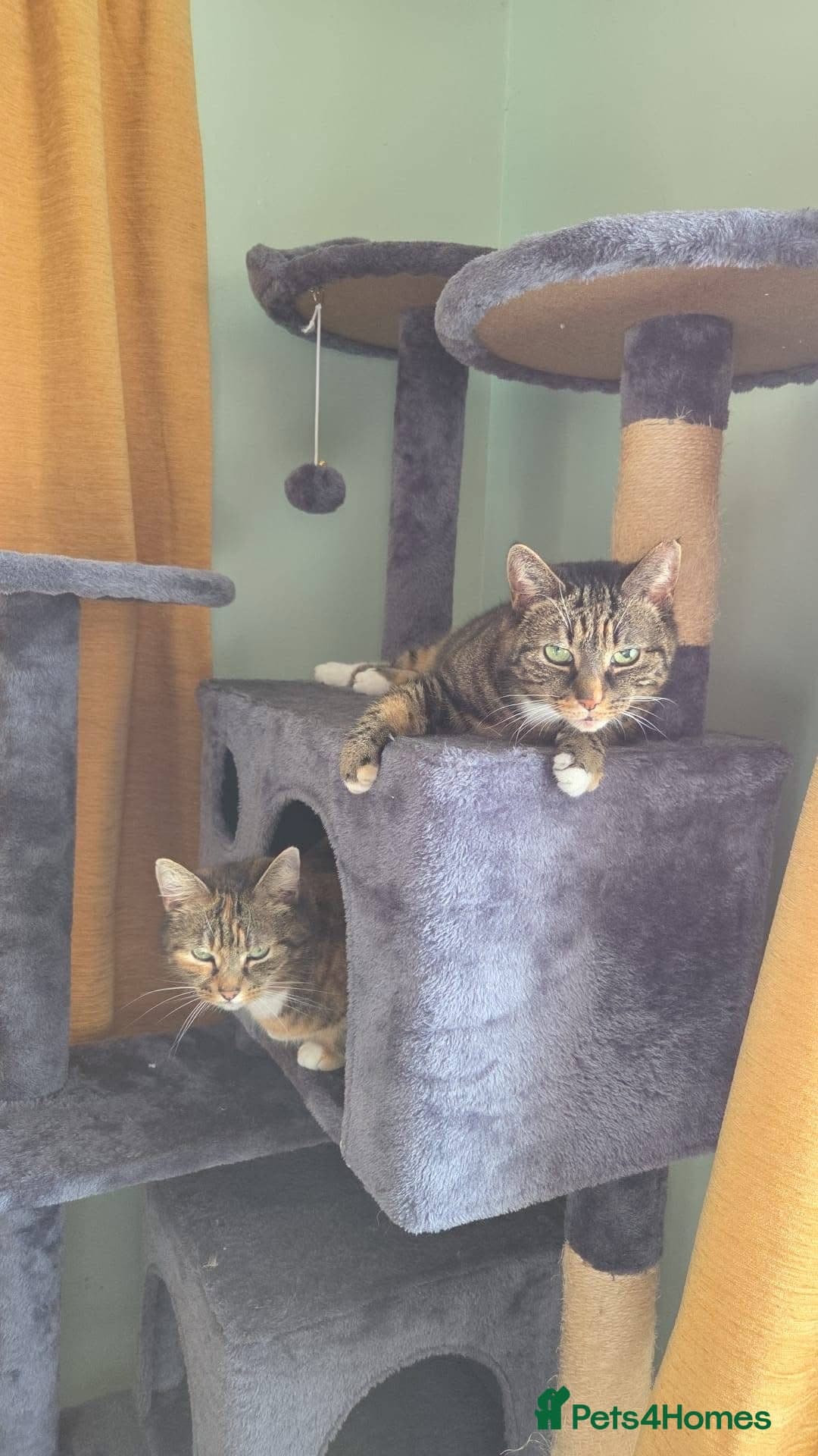 ๏ธ๐ฑ cleo โ Mixed Breed