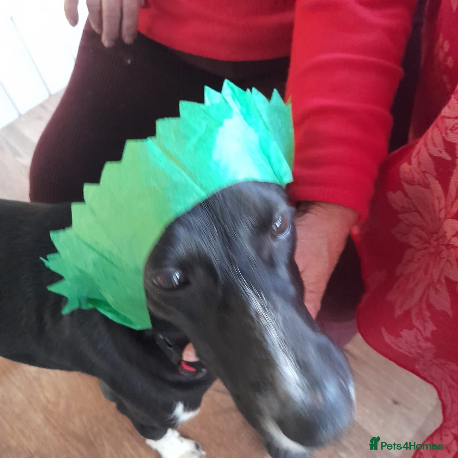 Nora for adoption in cornwall/devon photo 5