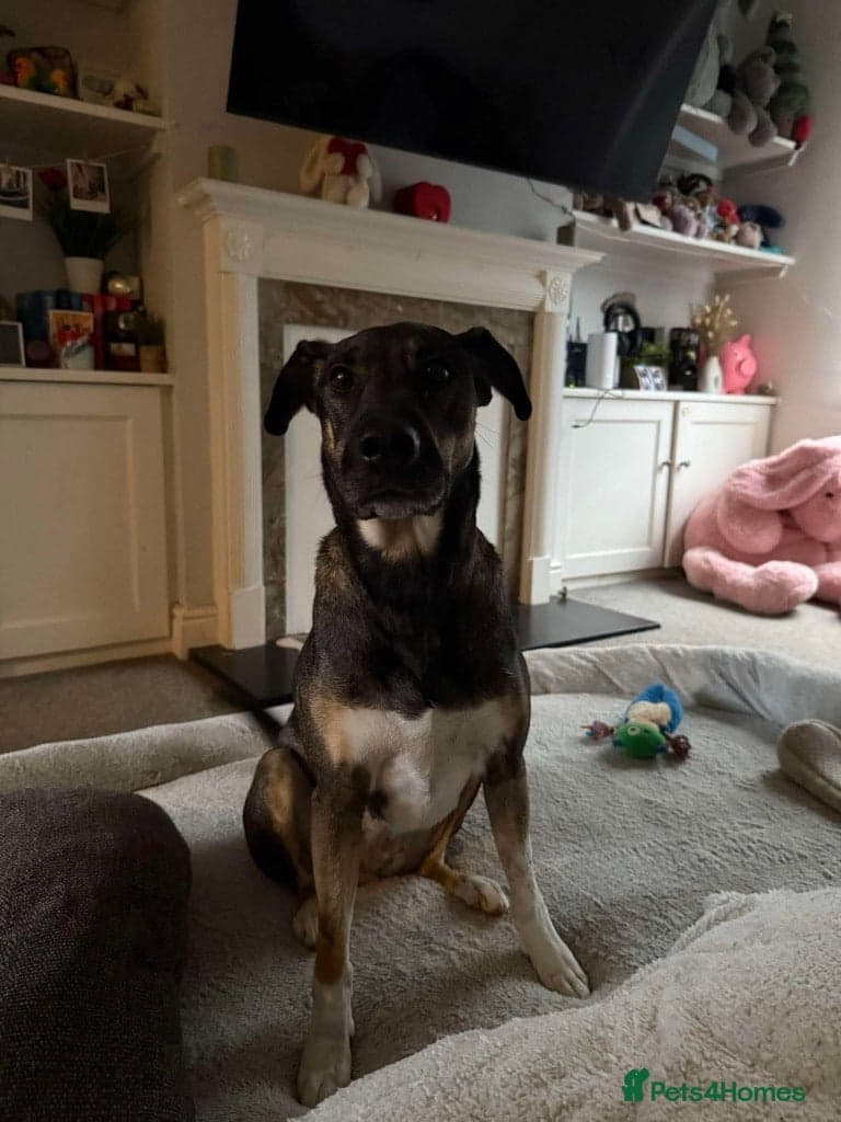 Anthi - in UK Foster (Colchester) photo 5