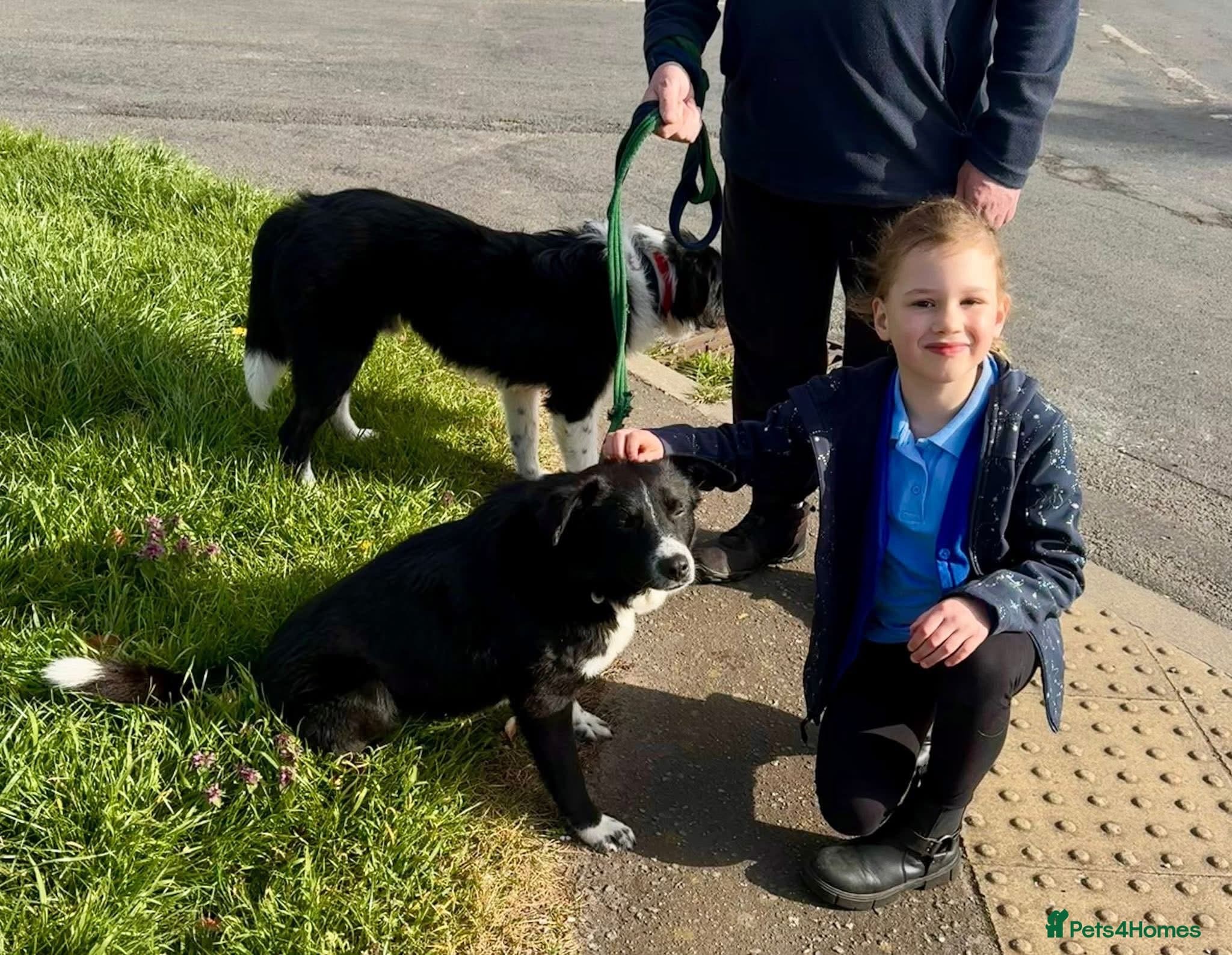 Arthur - Long stratton photo 6