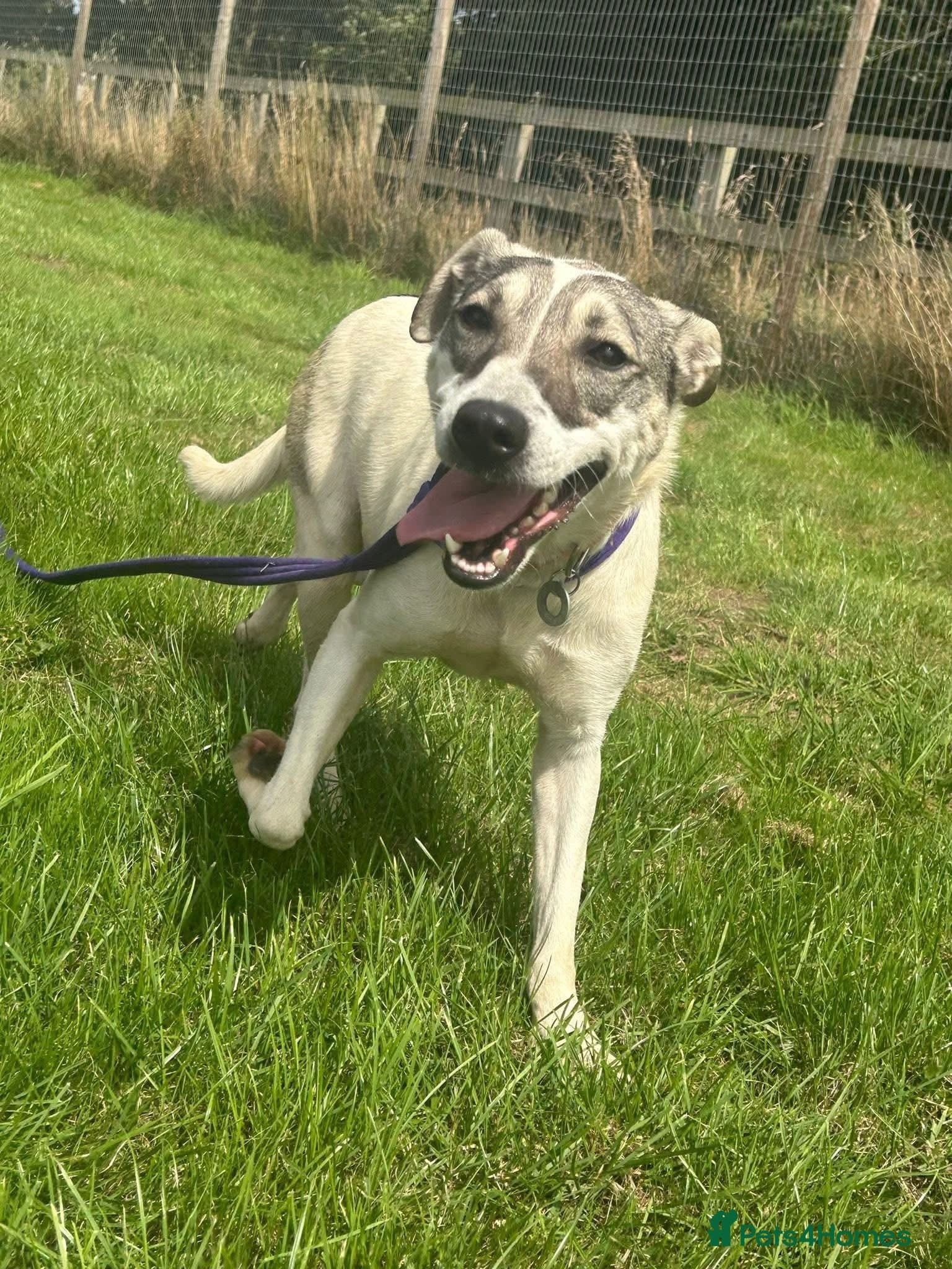 Lotty (2) Norwich Norfolk photo 3