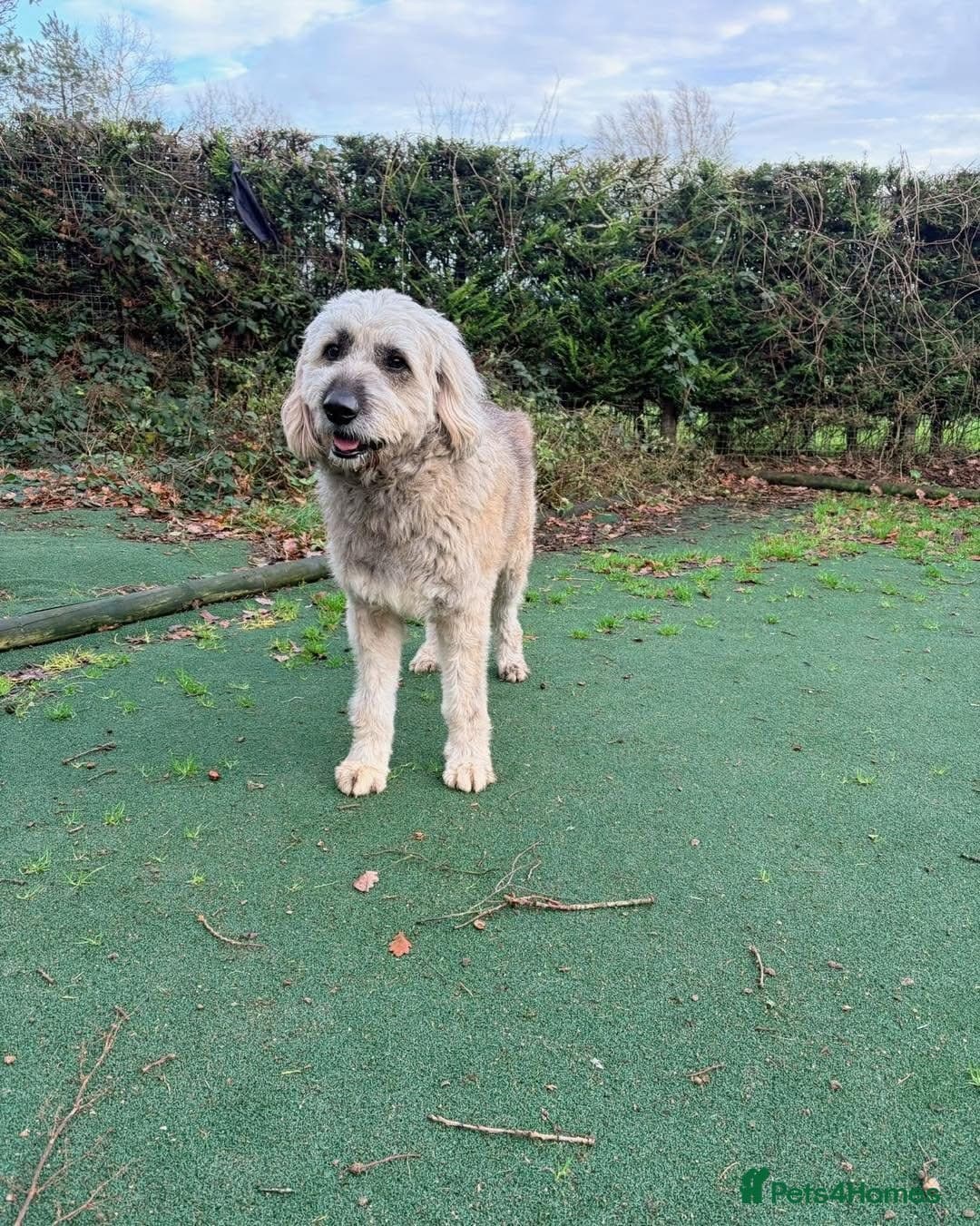 Oscar - our bear boy💚 photo 12