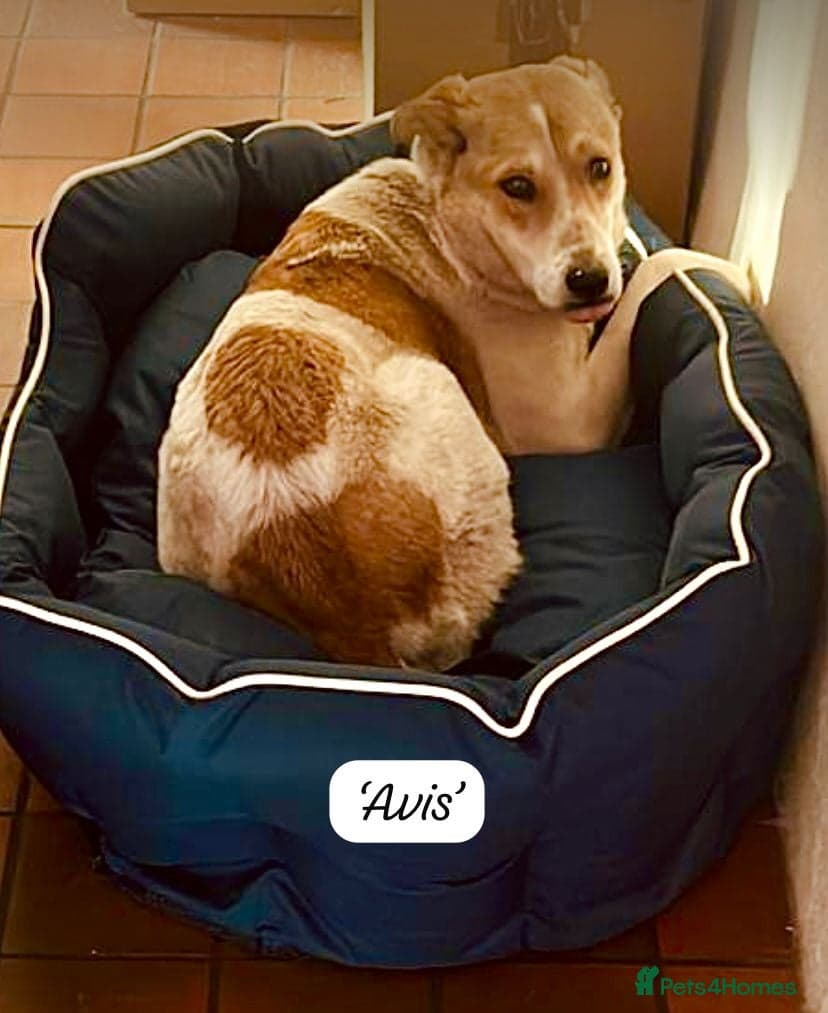 Avis- 20 months - photo 2