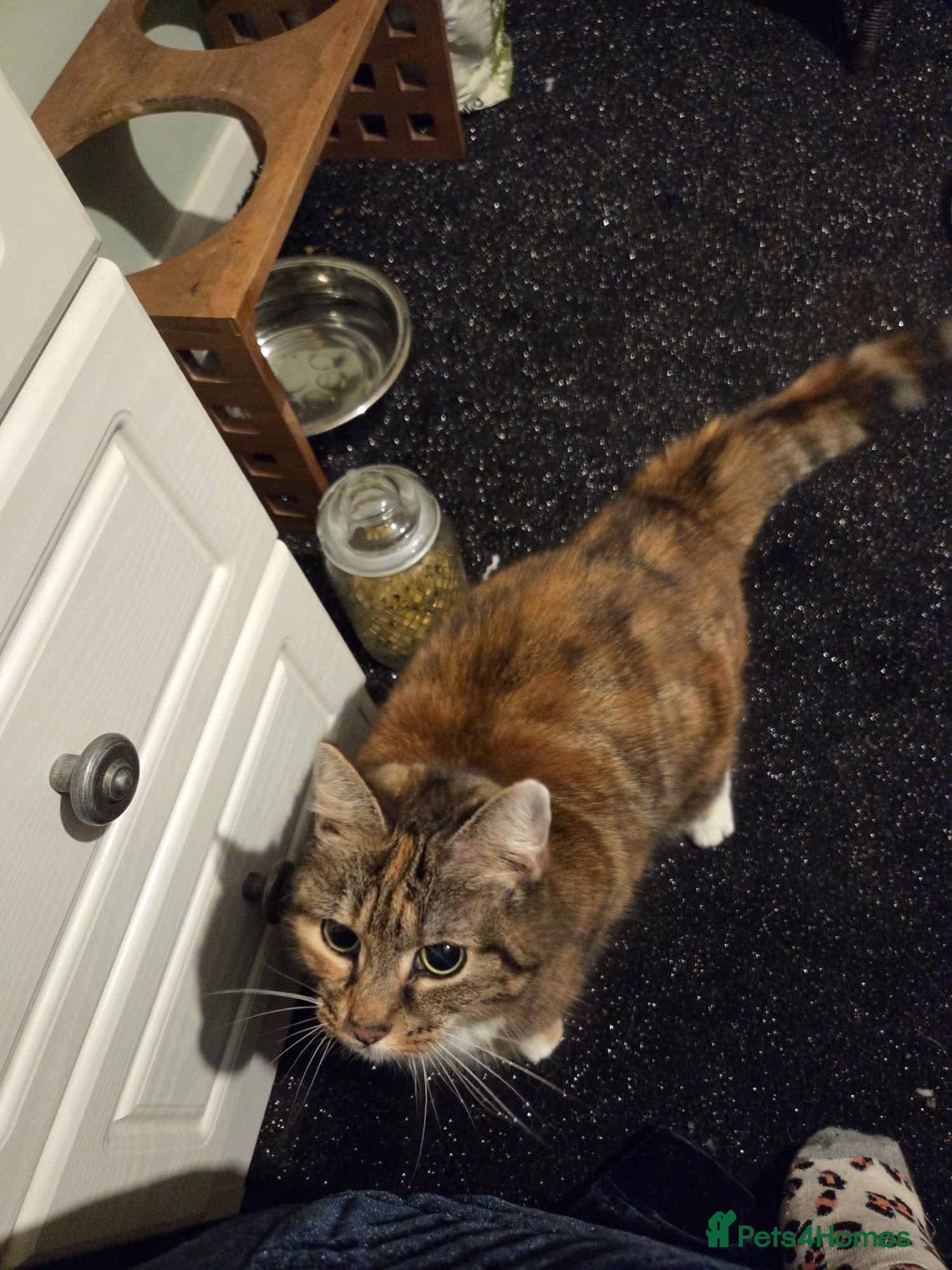 ️🐱 fluffy photo 5