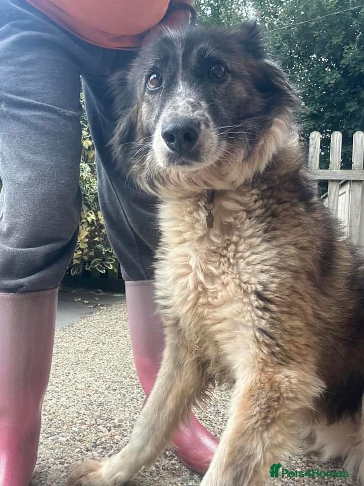 Hilda - Norwich Norfolk photo 23