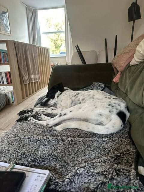 Meet Annabel, currently residing in Hertfordshire — Mixed Breed