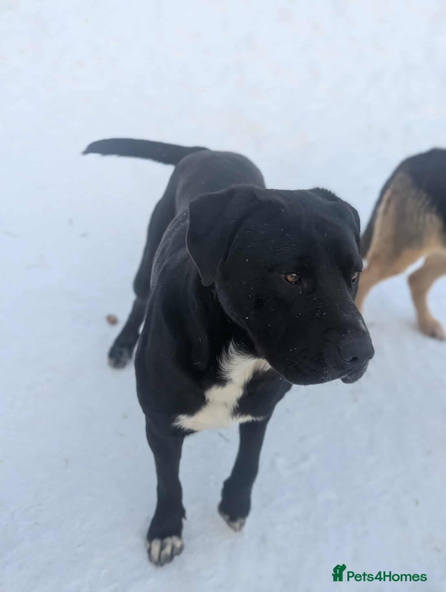 Oreo 🖤 — Mixed Breed