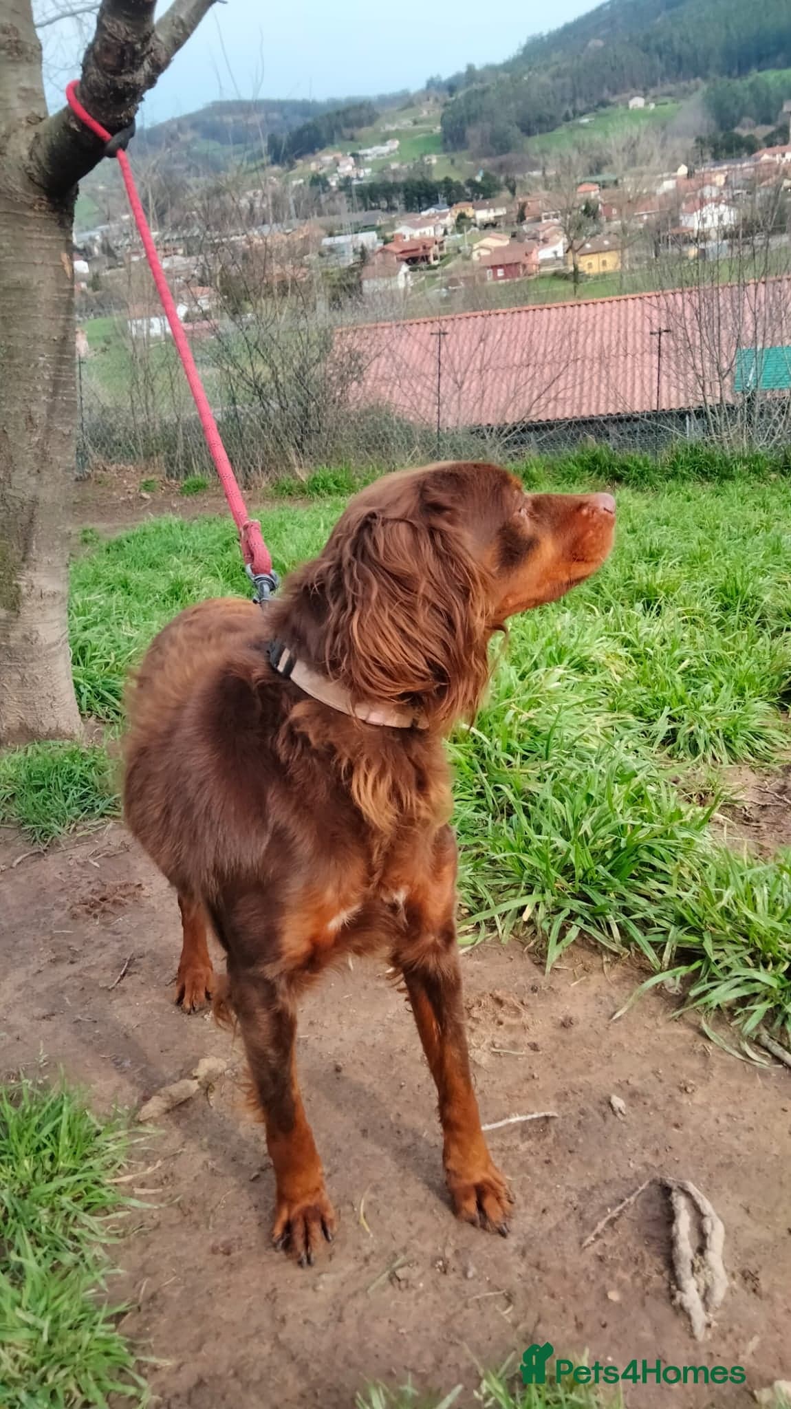 Diana, a lovely young Brittany photo 3