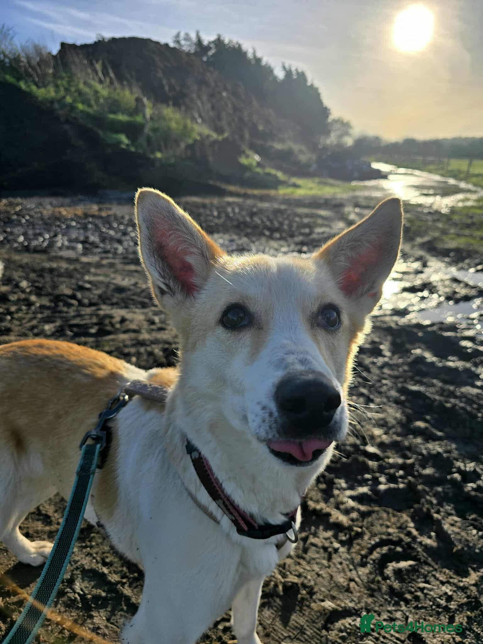 Egyptian girl Cleo photo 4