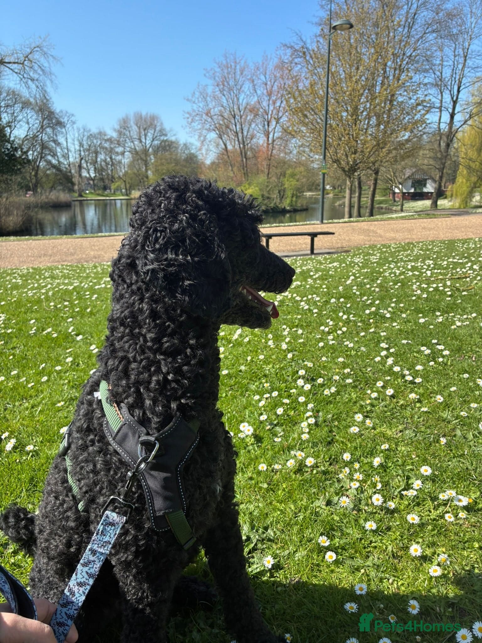 ️🐶 charlie photo 9