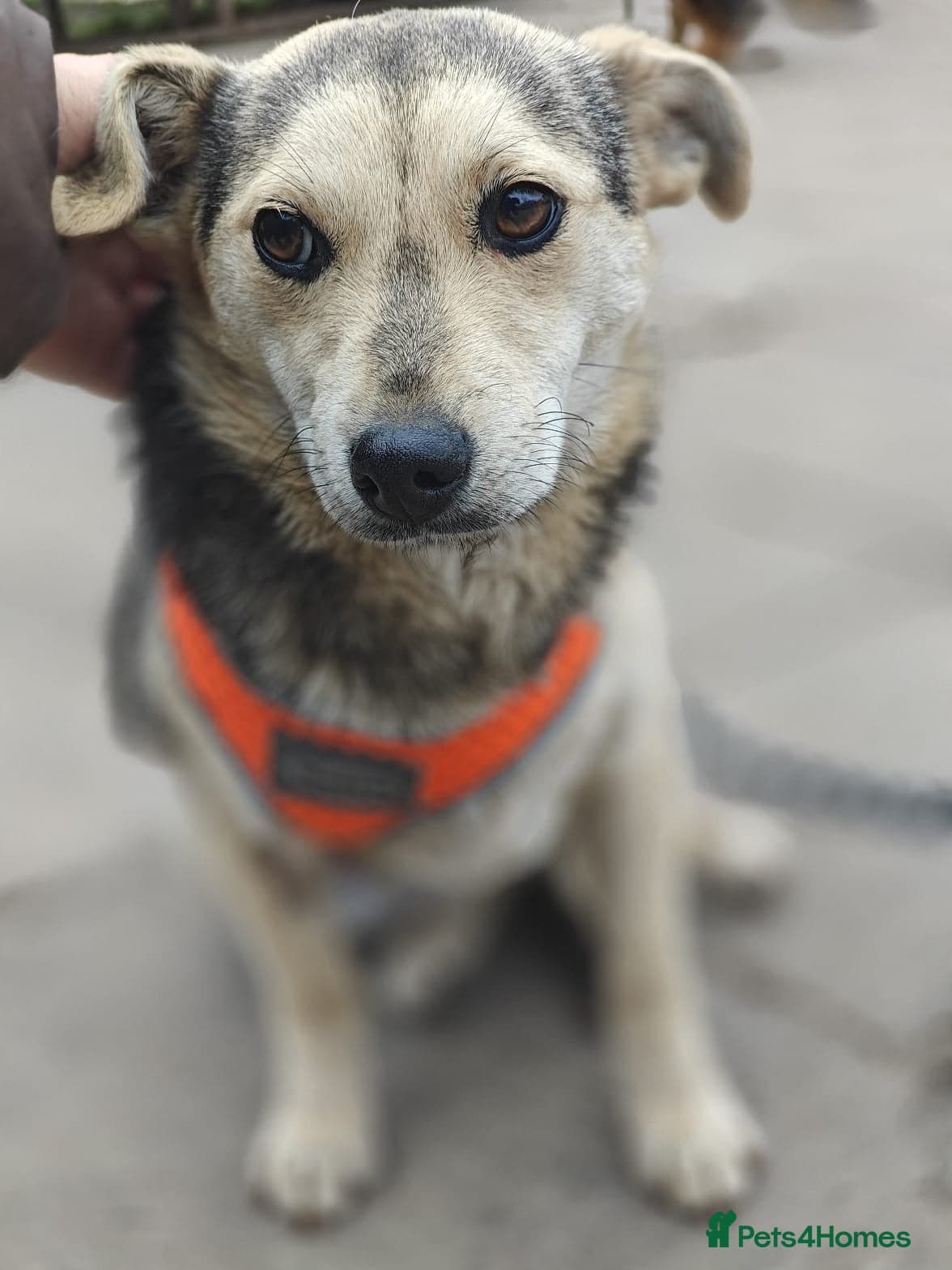 ️🐶 maree photo 3