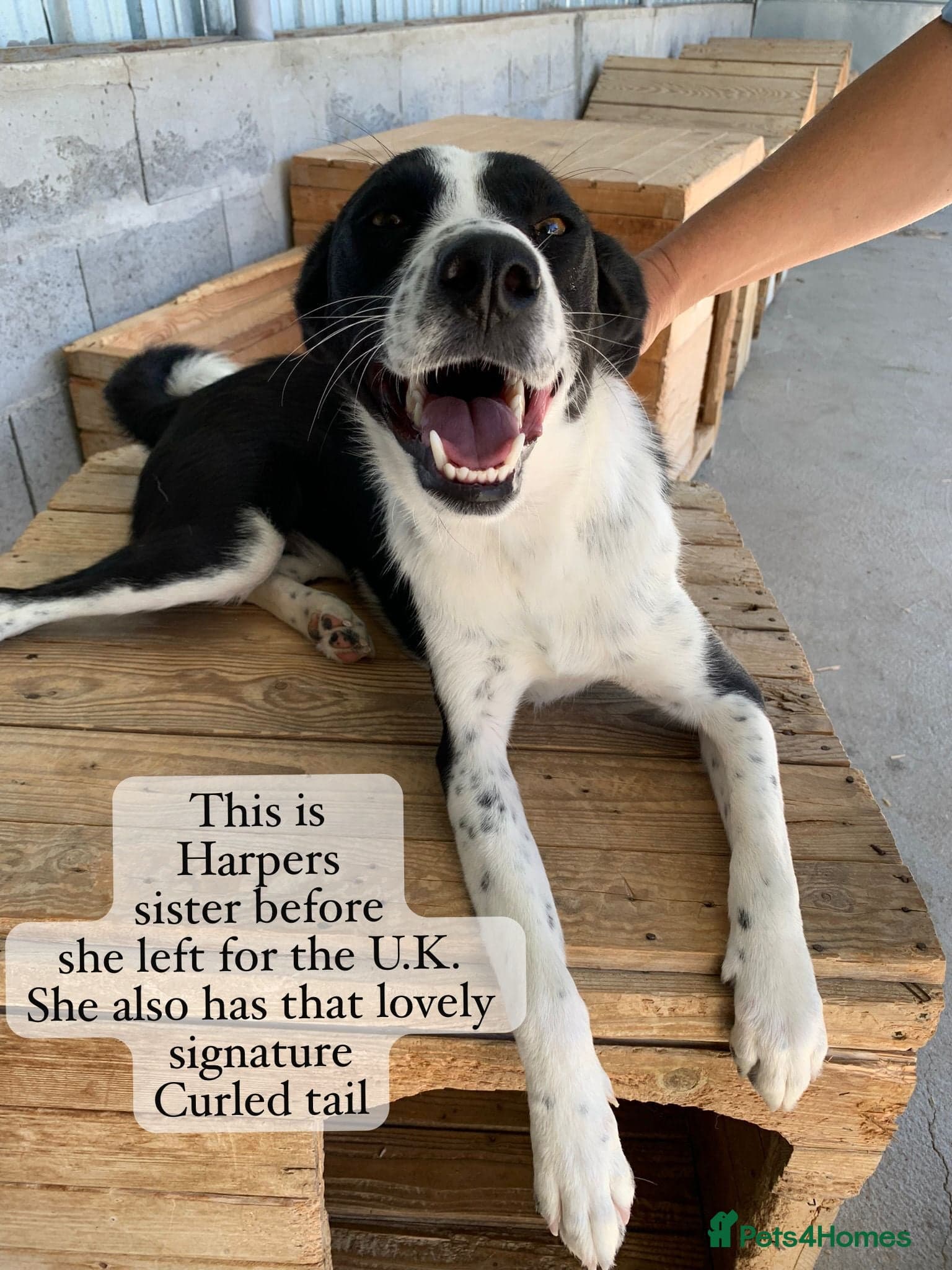 Harper, 2 yrs old approx. photo 26