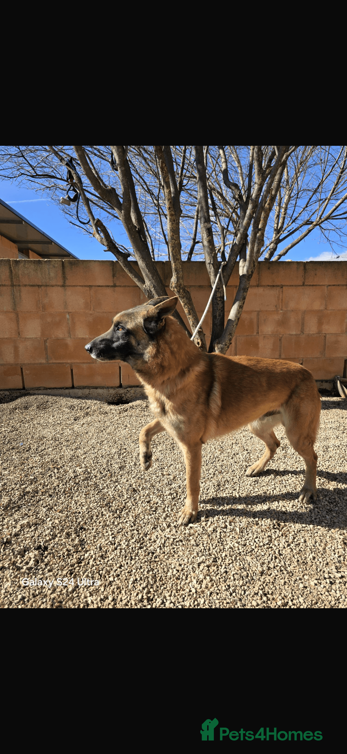 ️🚨urgent🚨‼️ diego💙🐾 — Mixed Breed