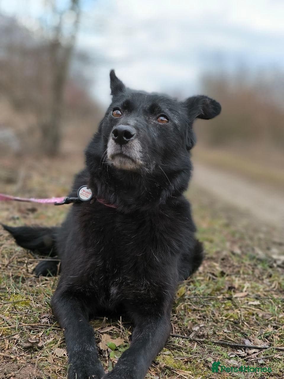 ๏ธ๐ถ tofa photo 8