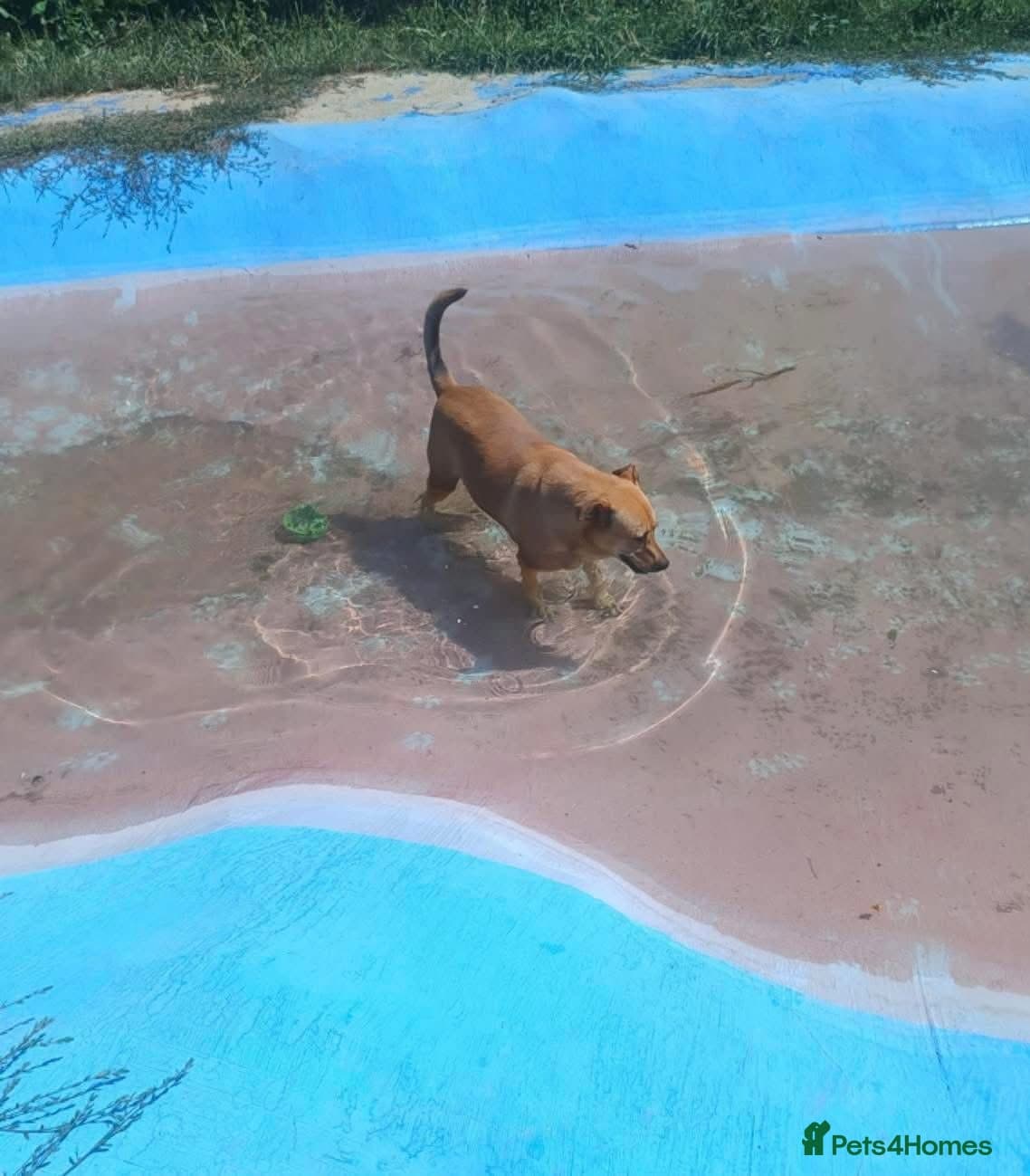 Thor - Dereham Norfolk photo 8