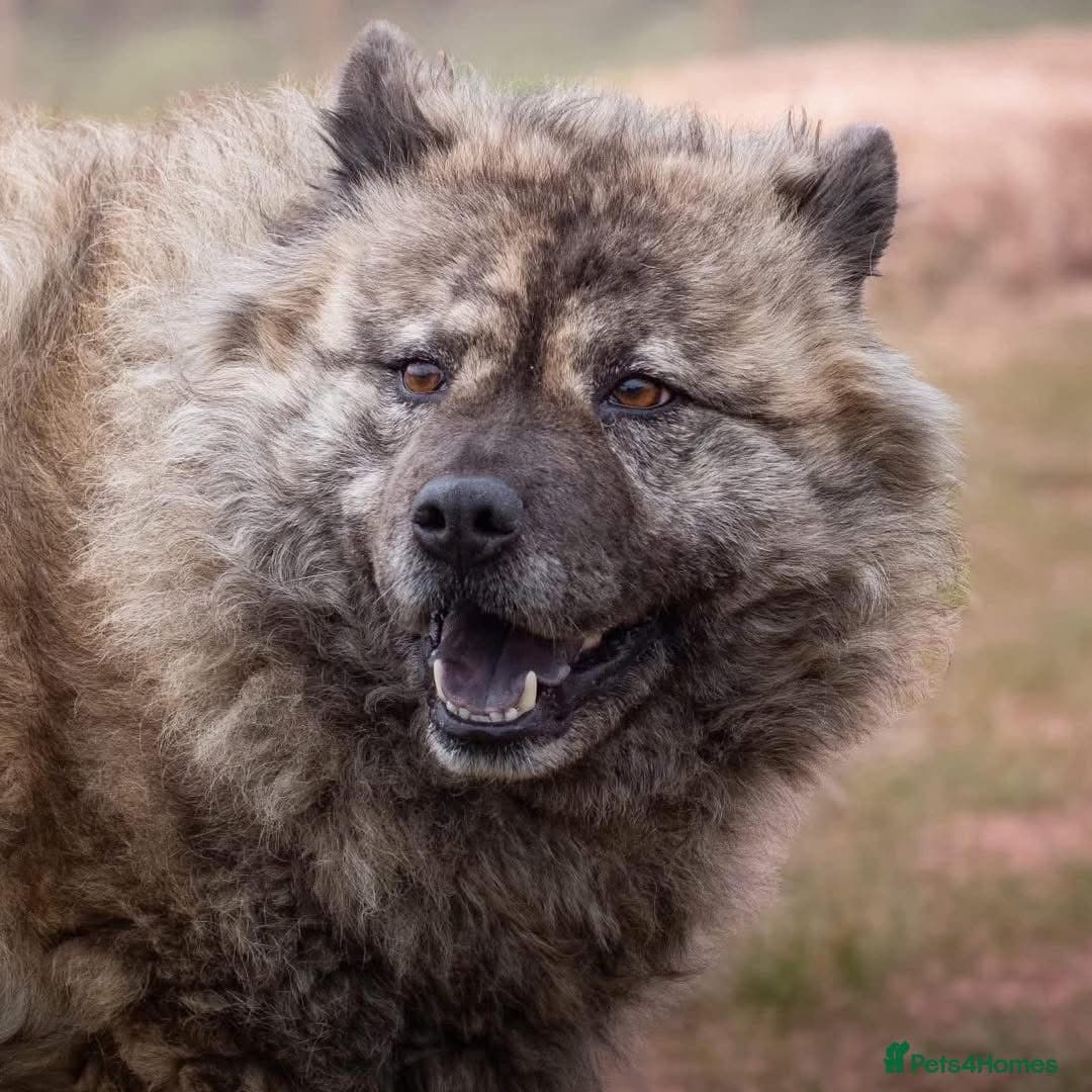 Luna Chow 💜 photo 11