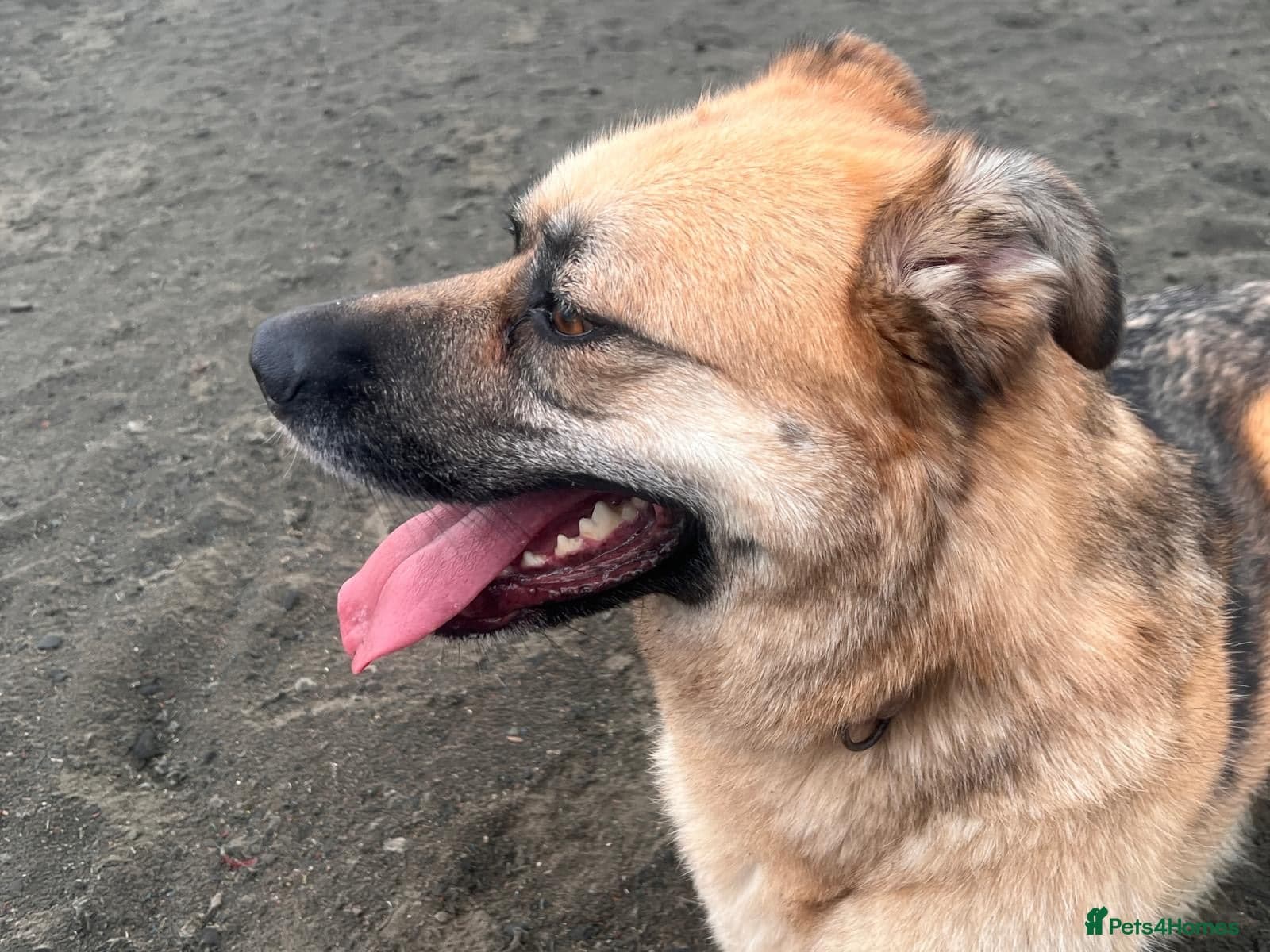 Molly 3.5 years friendly girl photo 2