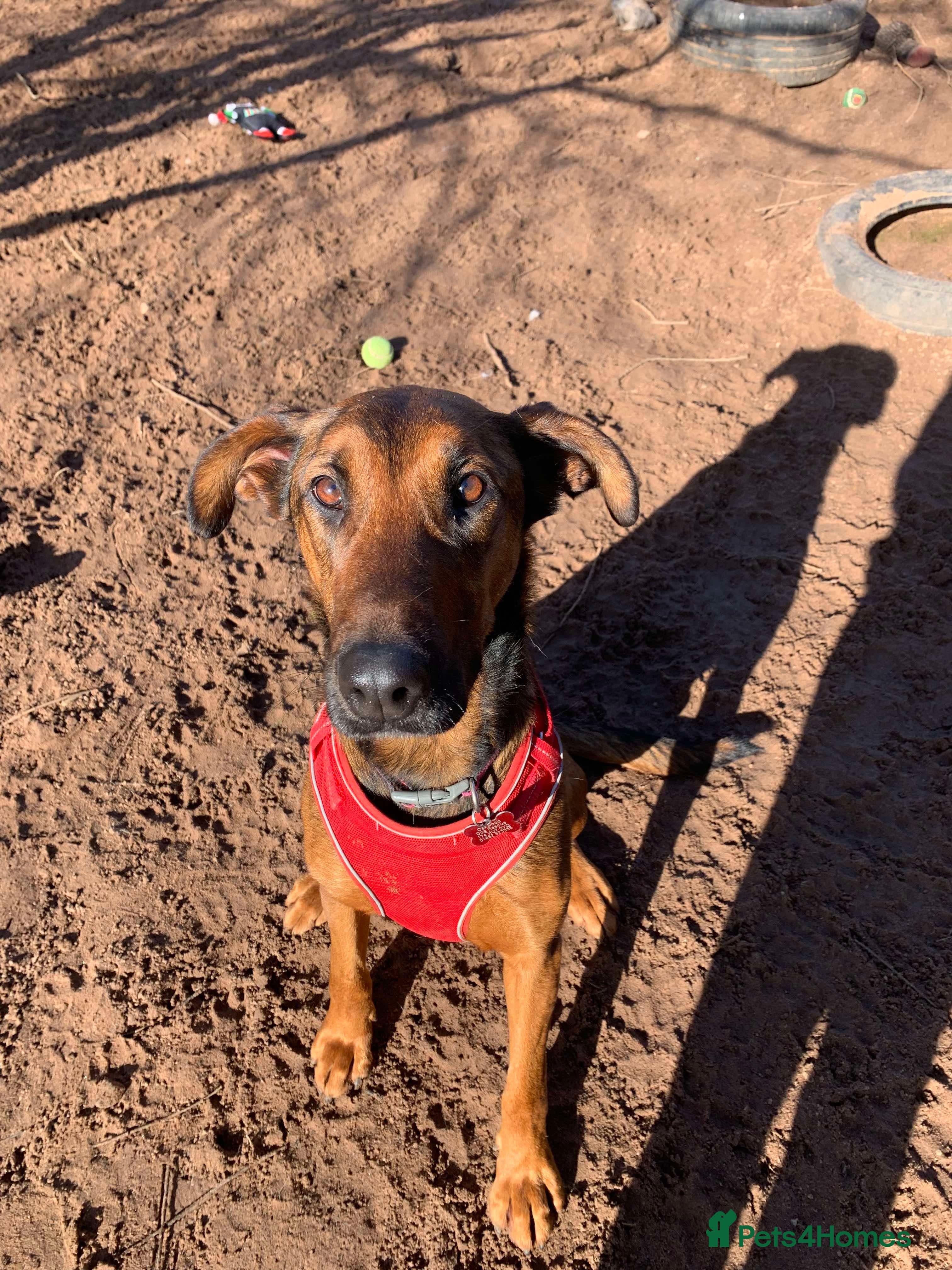 Meet Carrie,currently residing in Cheshire photo 8