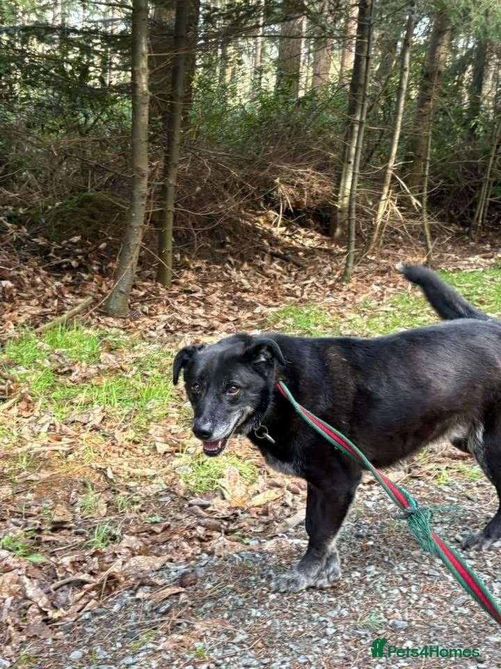 Aramis - Norwich Norfolk — Mixed Breed