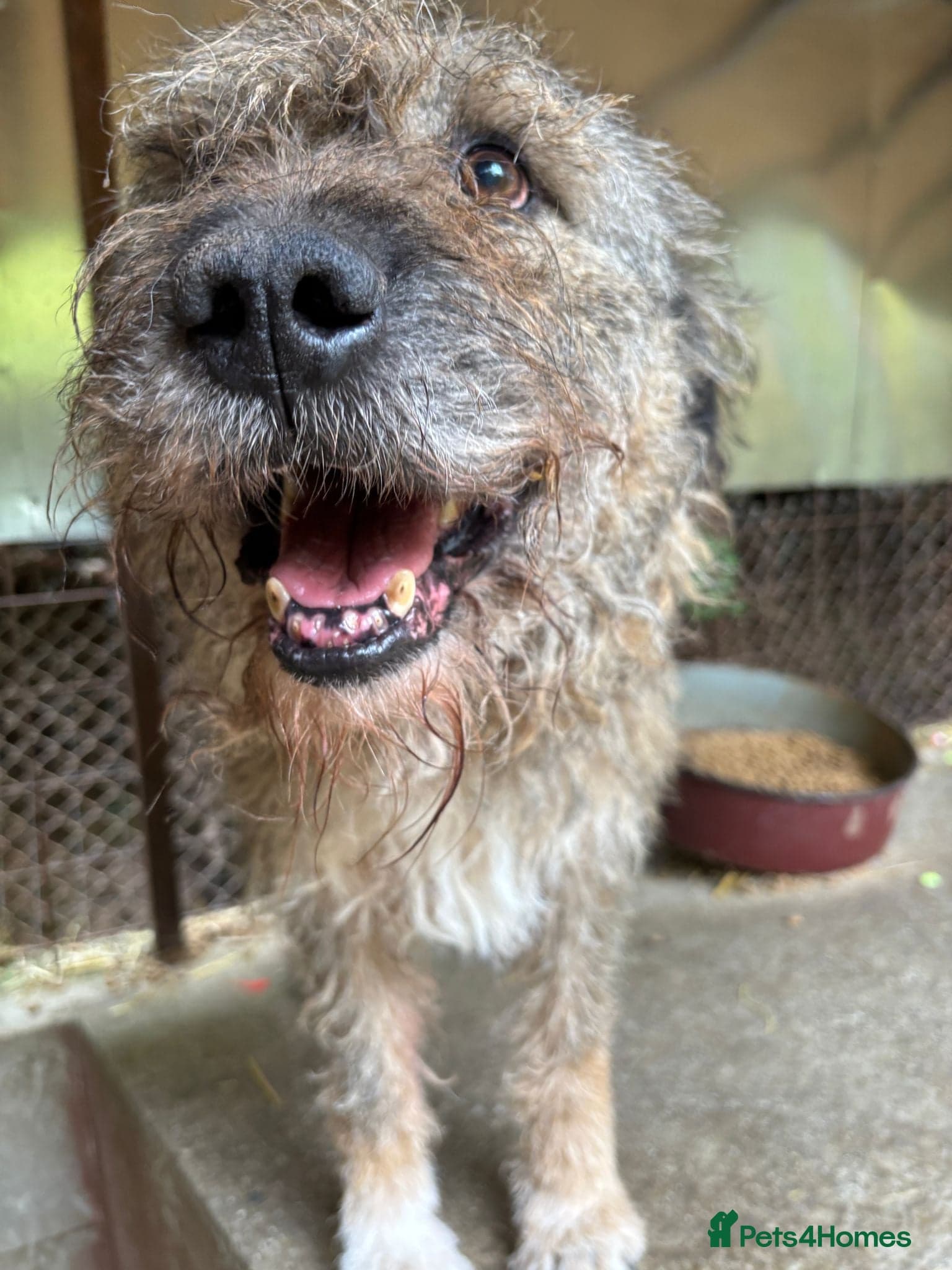 year old Fionn photo 7