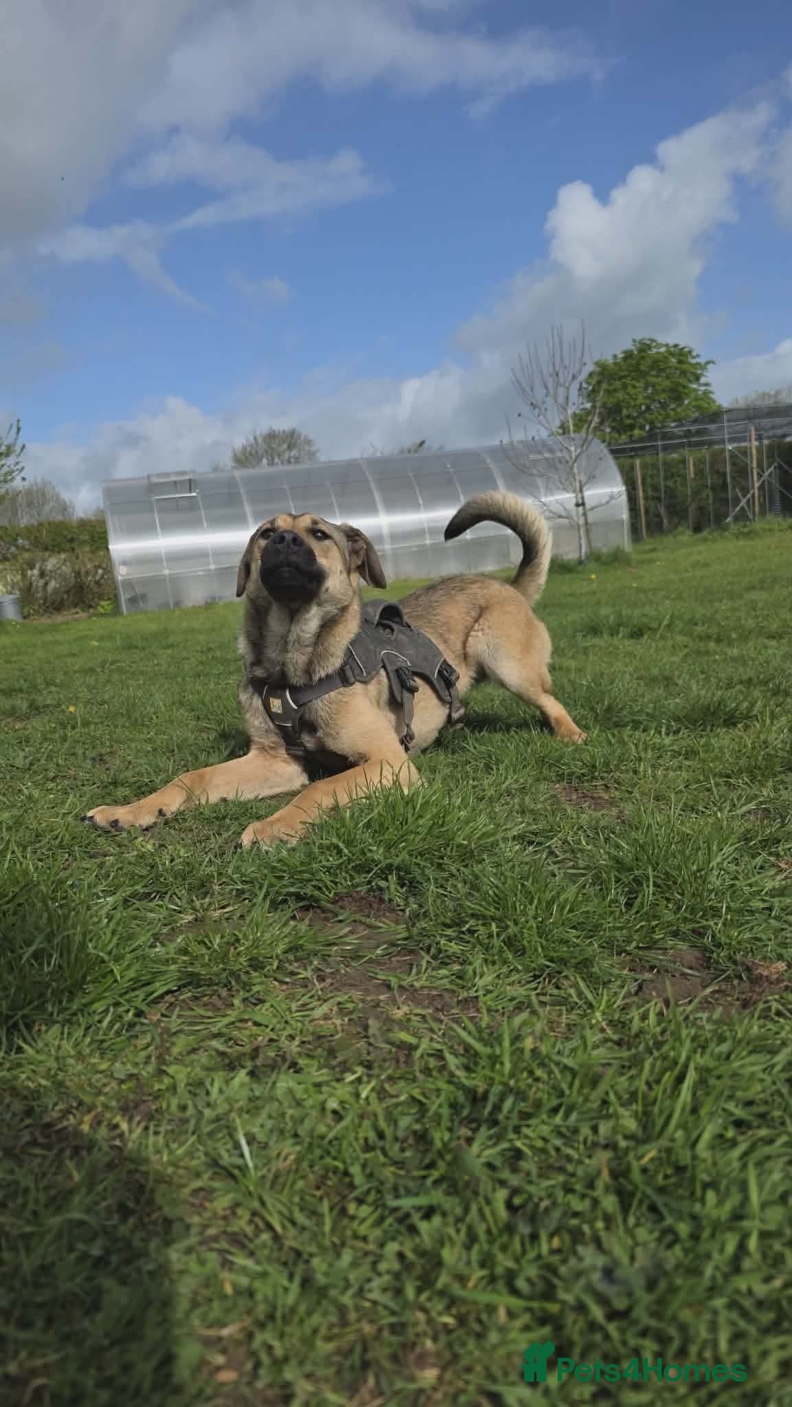 Clover - new info and photos/videos🍀 photo 5